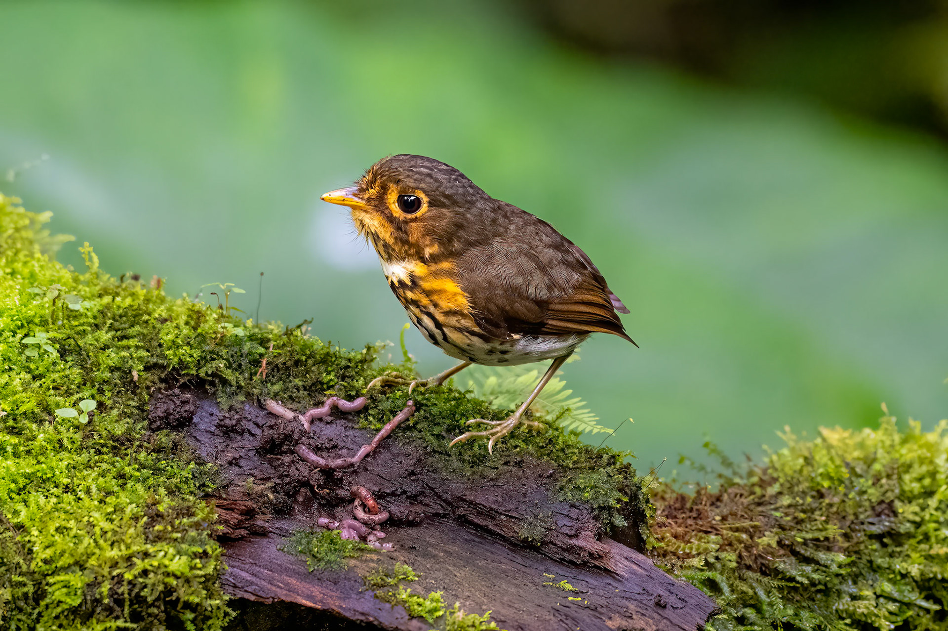Ochre-breasted Antpitta