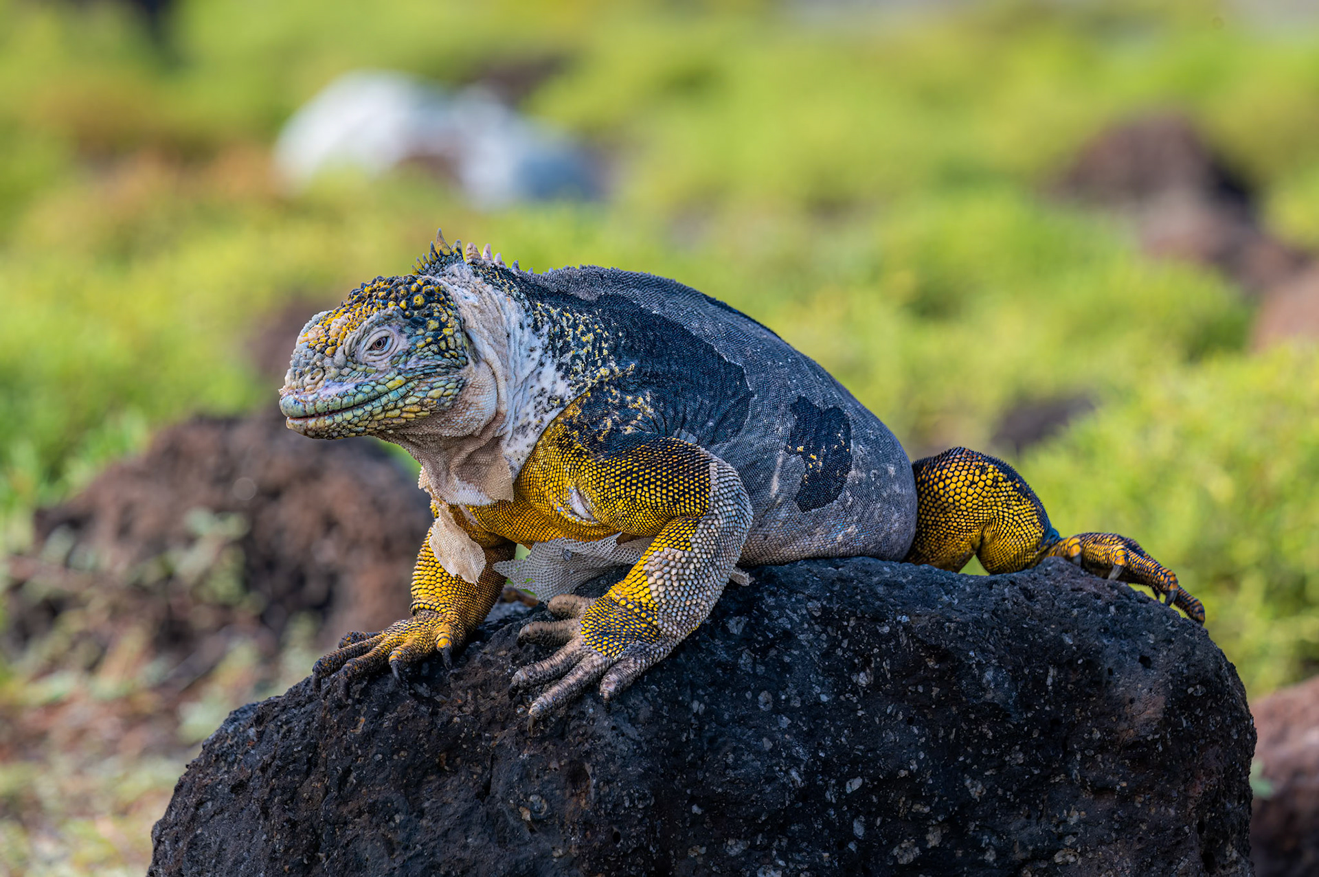 Galapagos Land Iguana - Santa Cruz Island