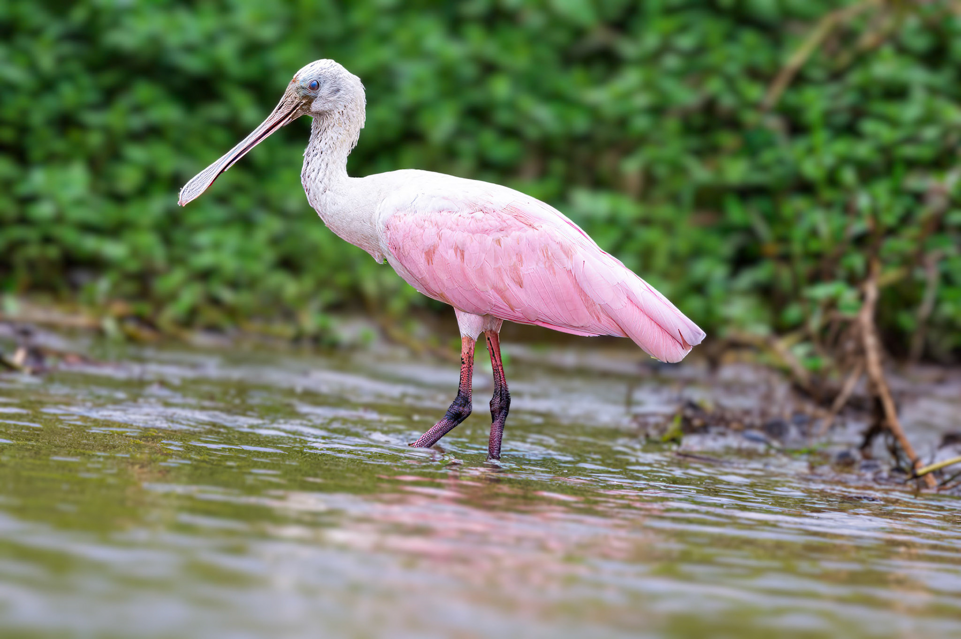 Roseate Spoonbill