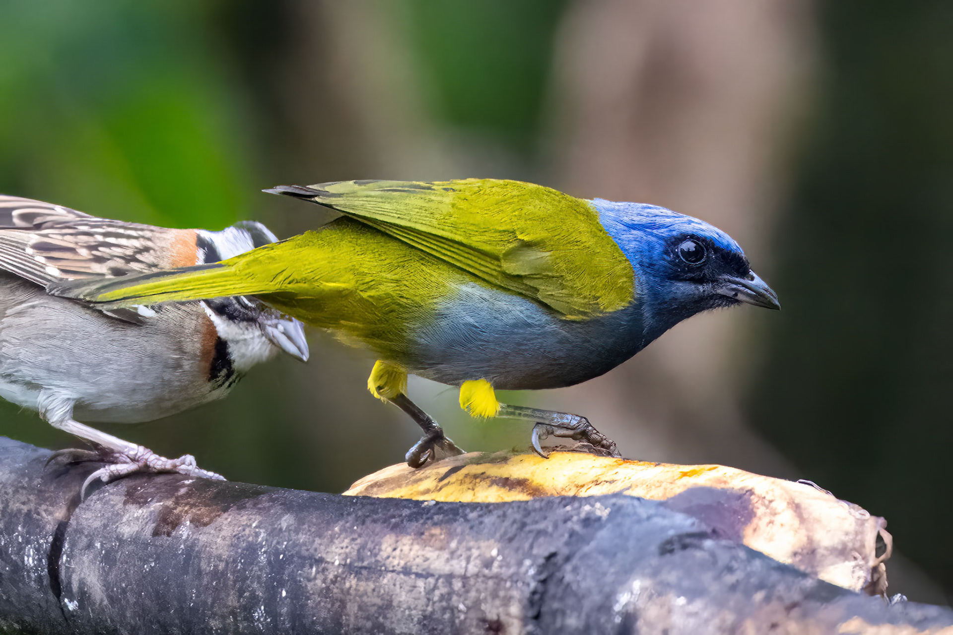 Blue-capped Tanager