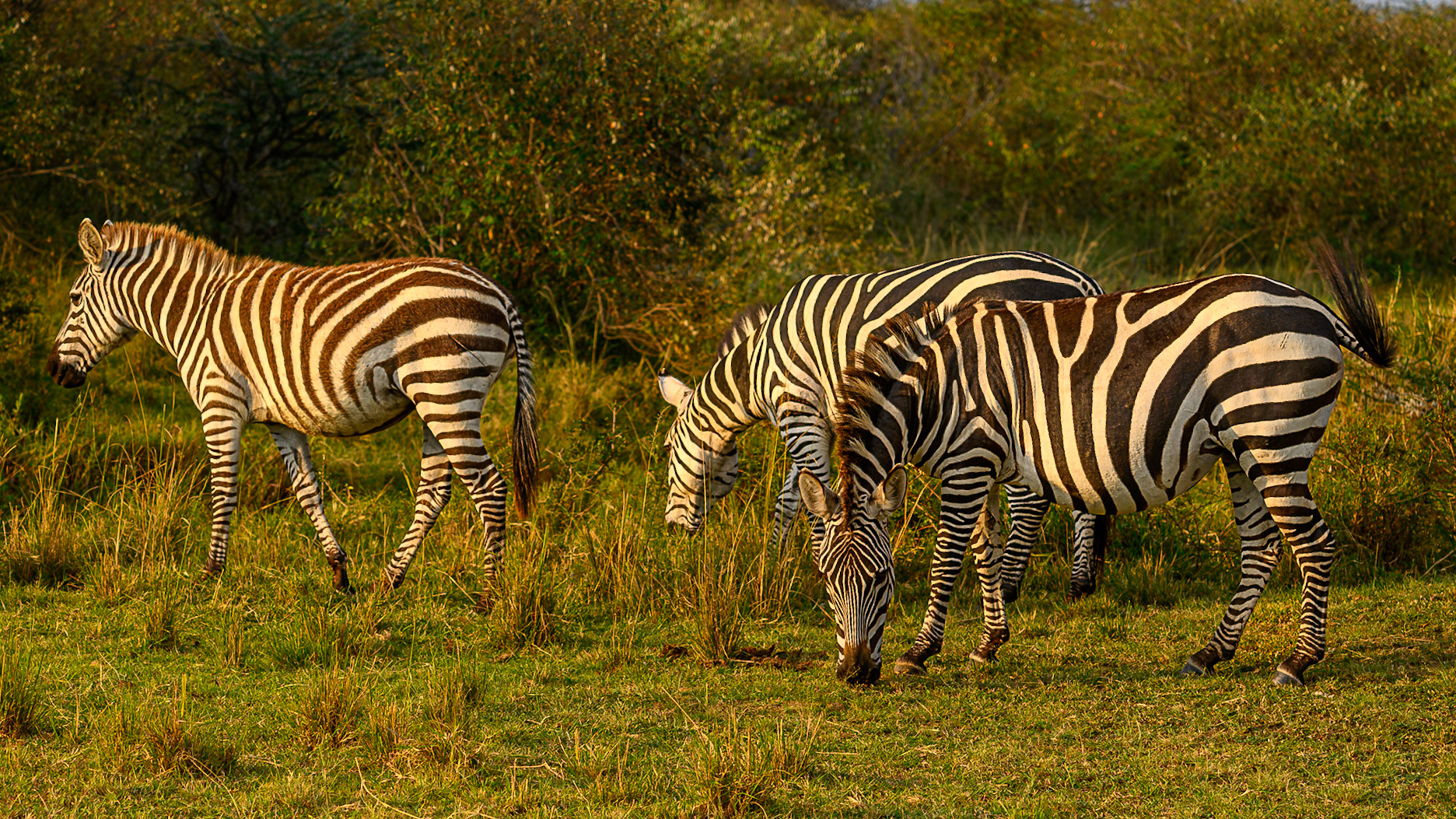 Zebras at sunset