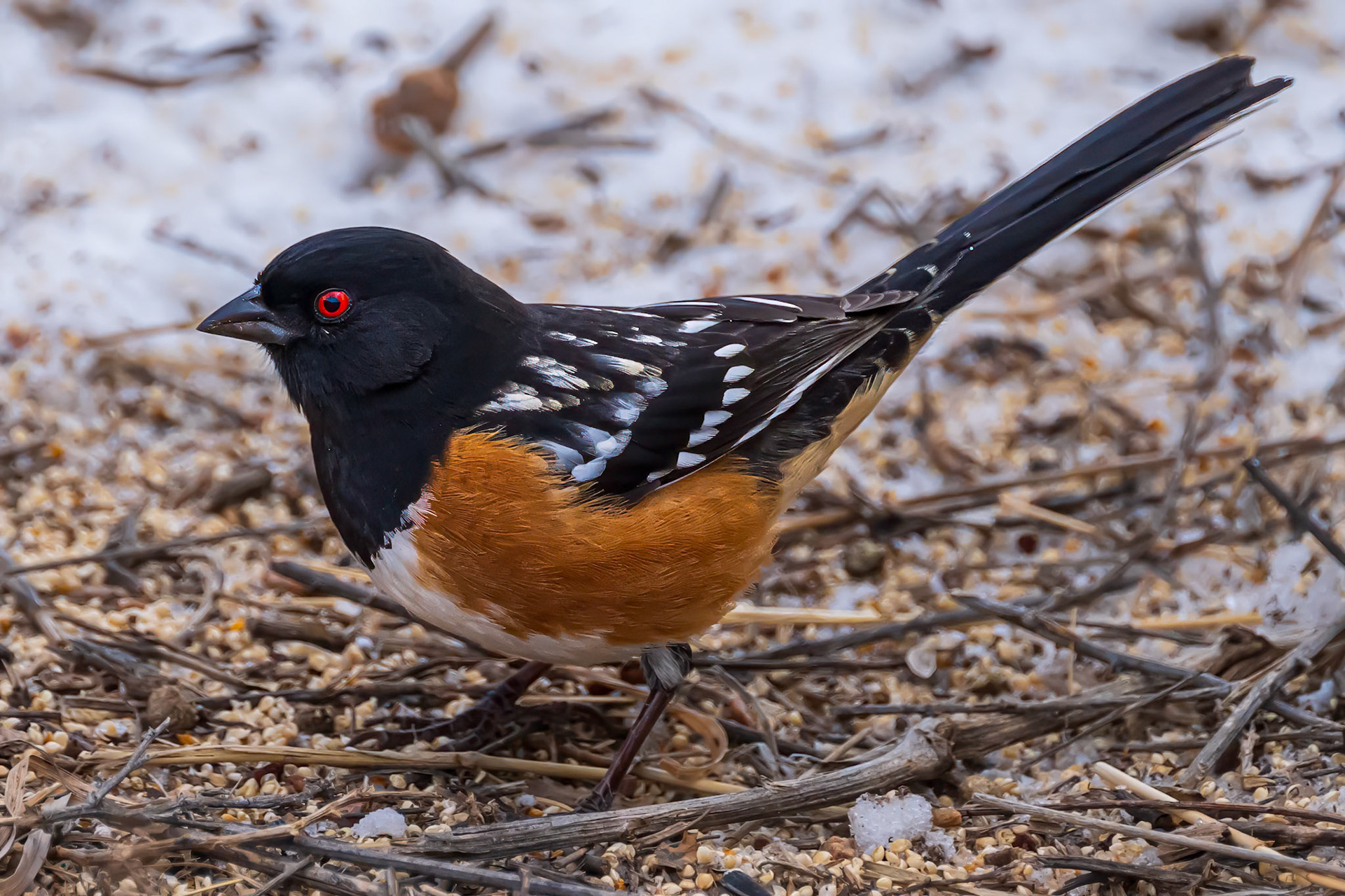 Spotted Towhee