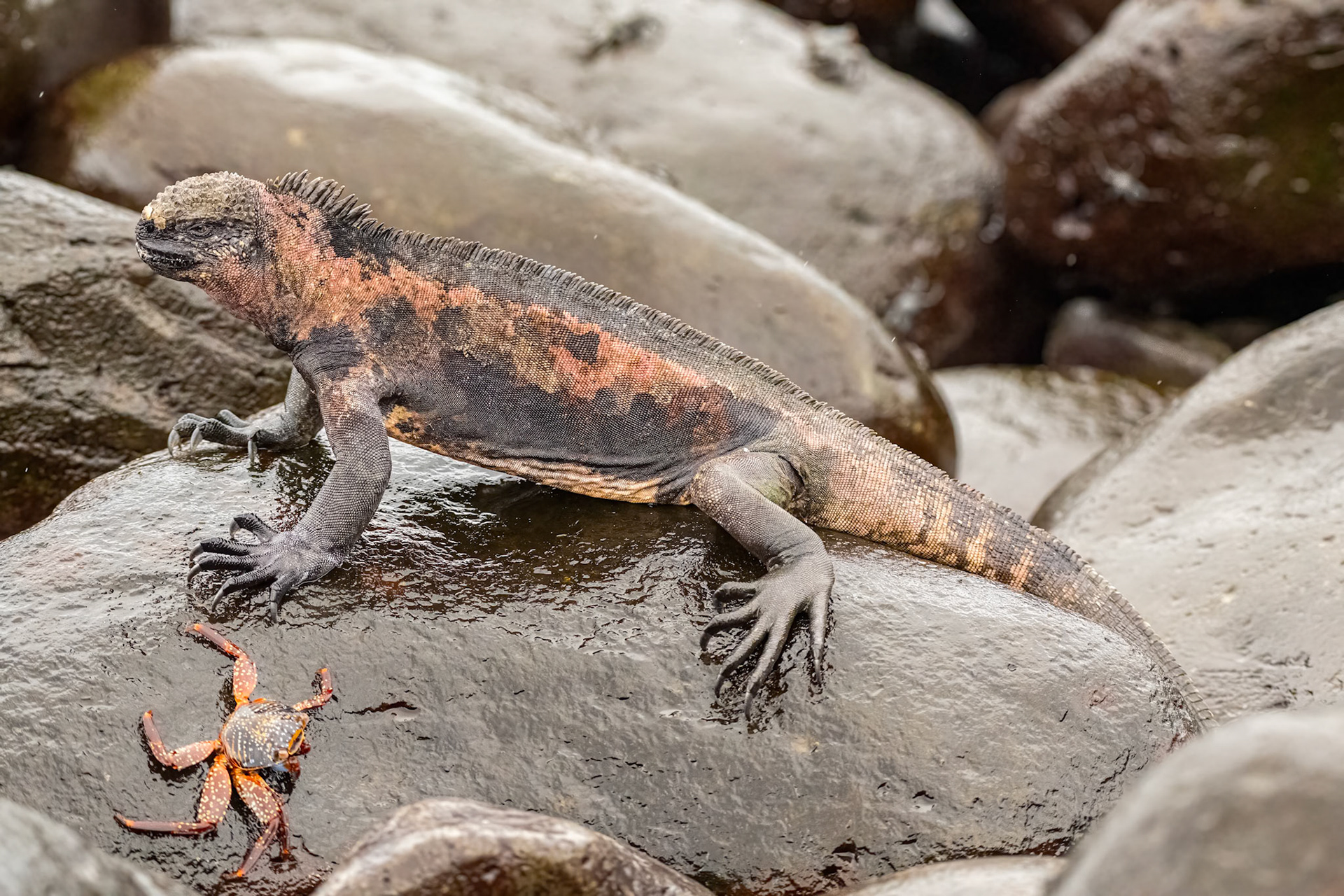 Galapagos Land Iguana