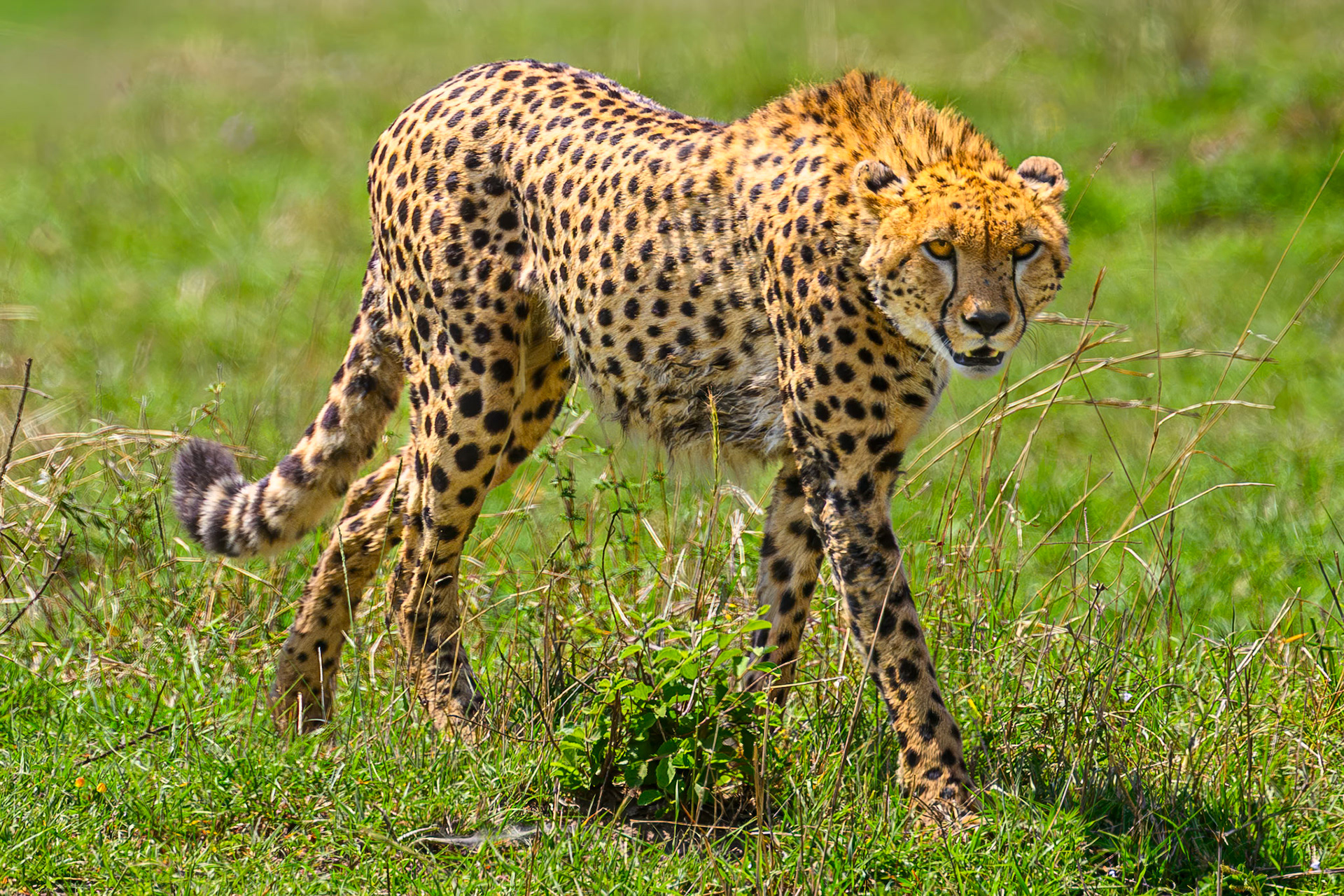Cheetah