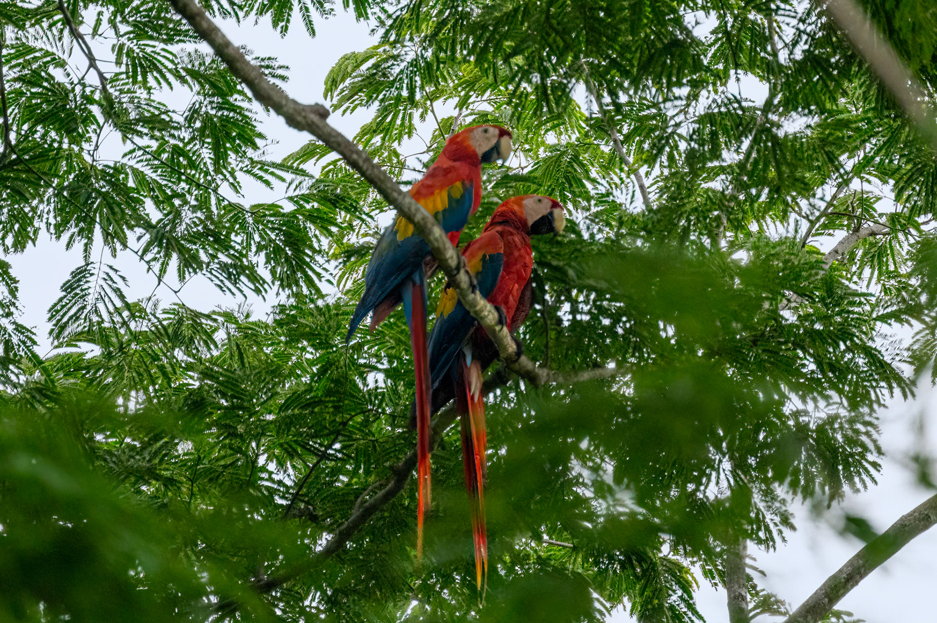 Scarlet Macaw