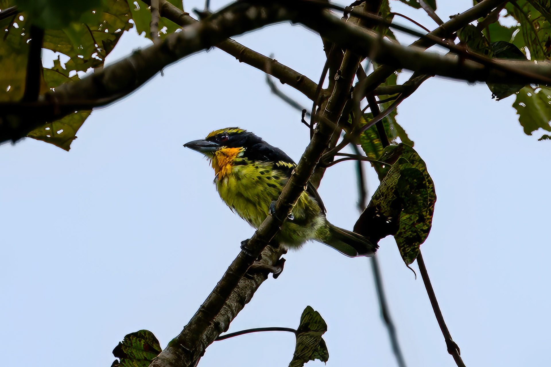 Gilded Barbet