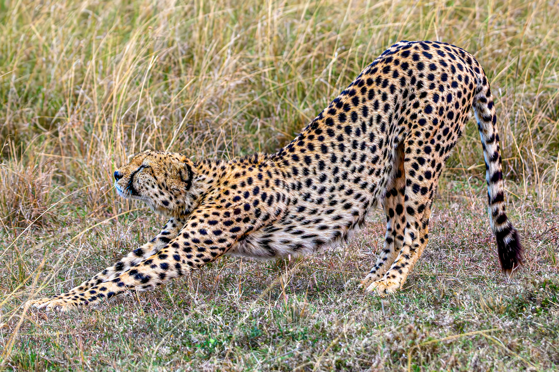 Cheetah