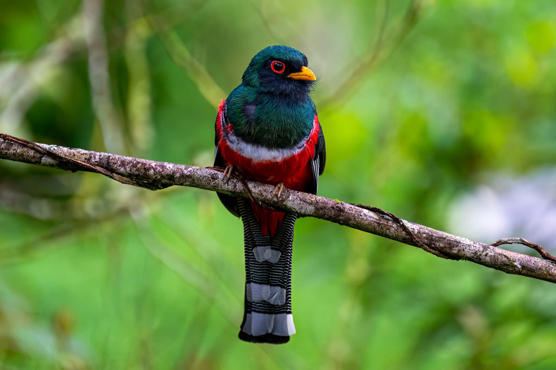 Masked Trogon