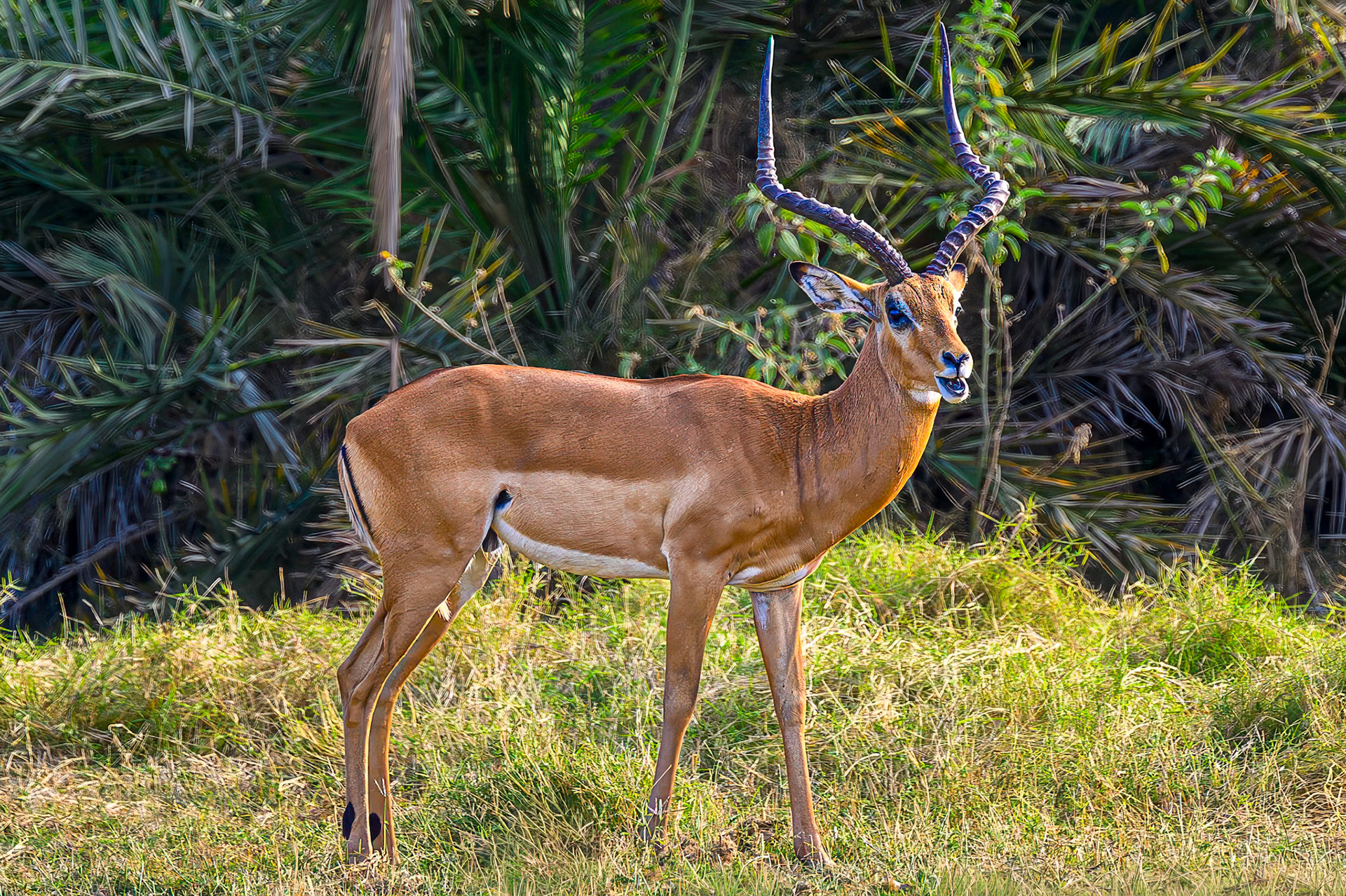 Impala