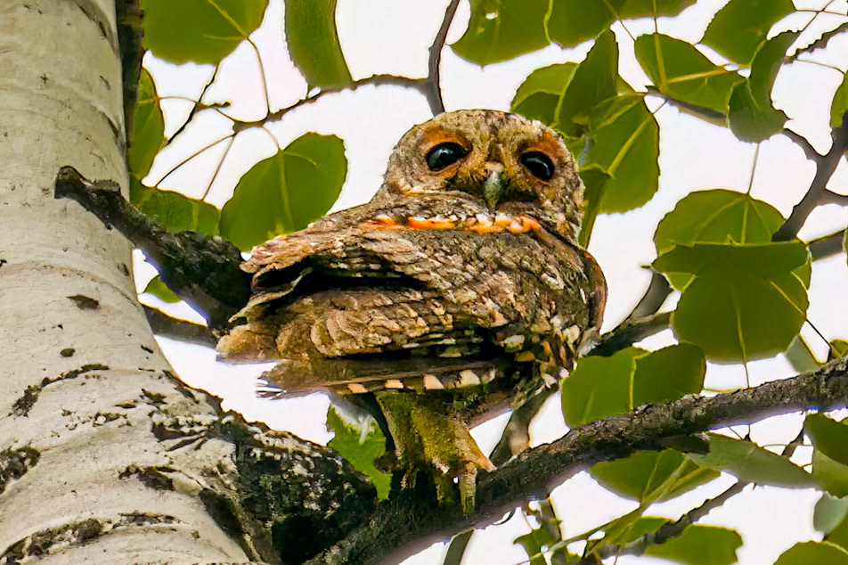 Flammulated Owl