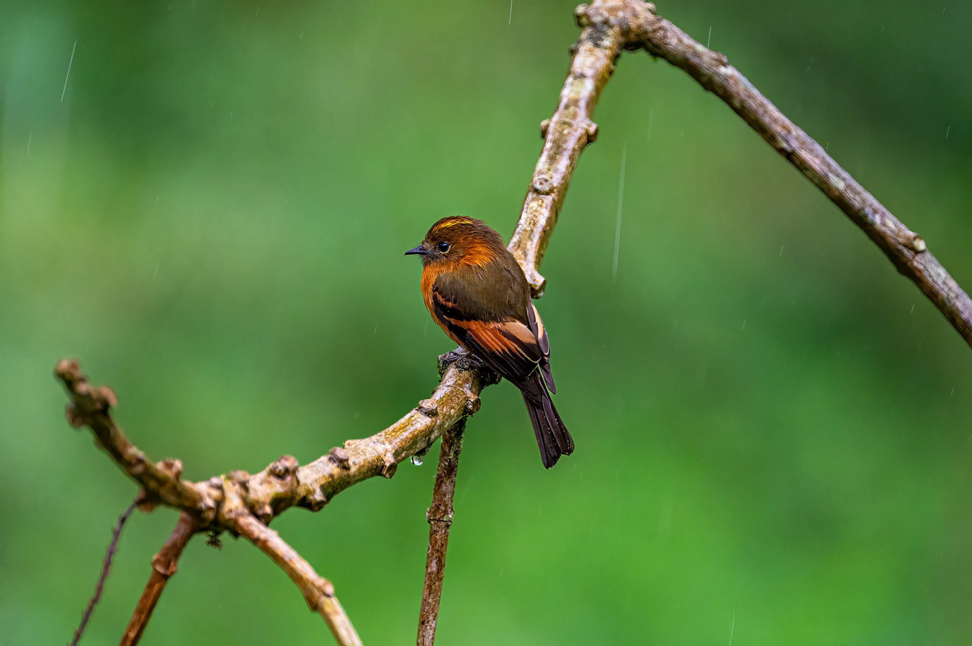 Cinnamon Flycatcher