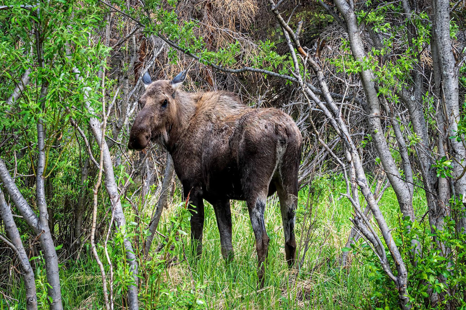 Moose