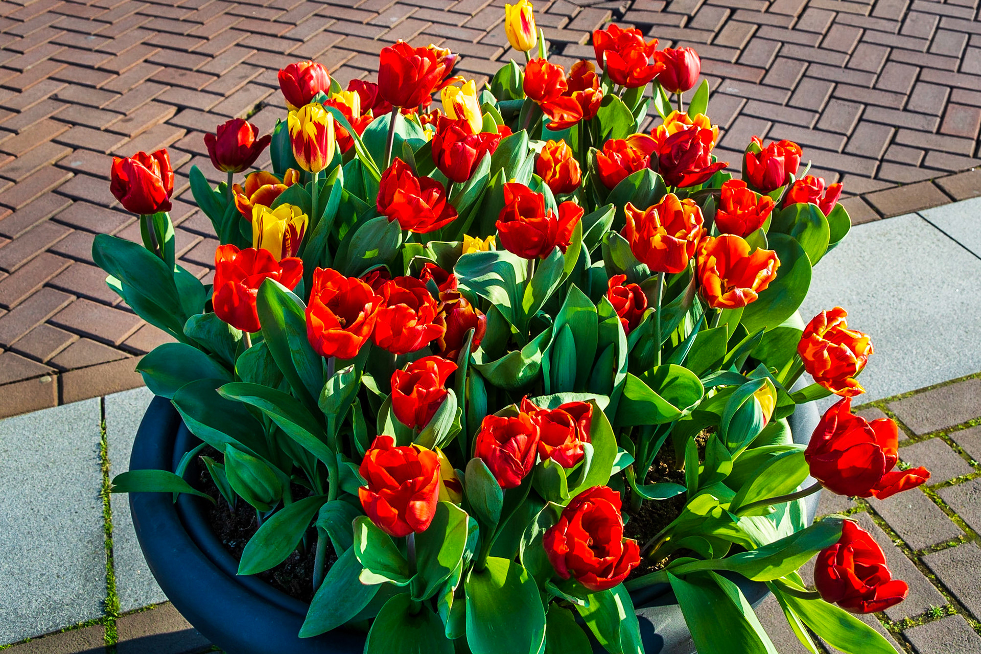 Tulips in Amsterdam