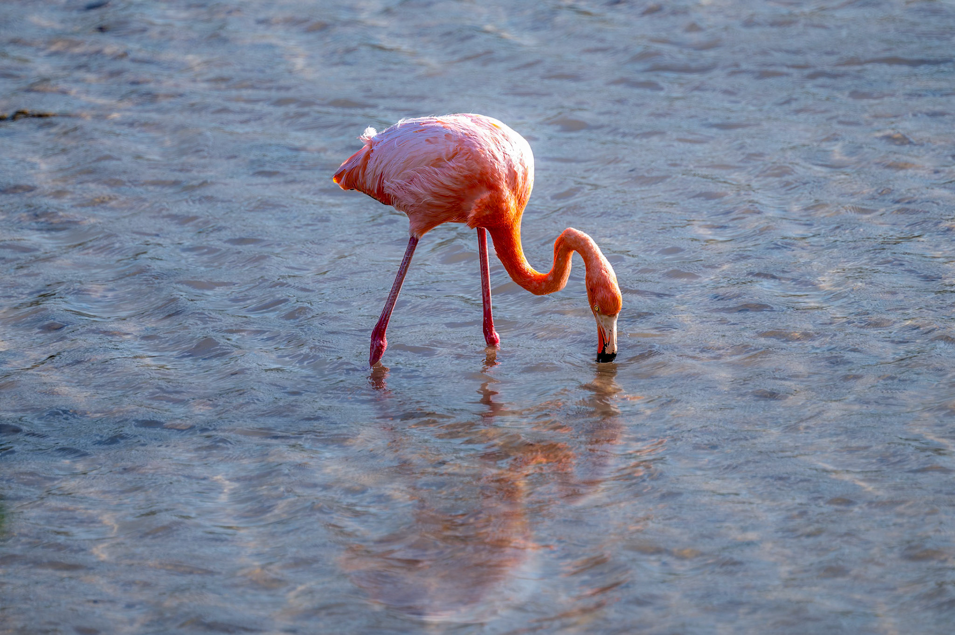 American Flamingo - Birds in Galapagos are significantly smaller