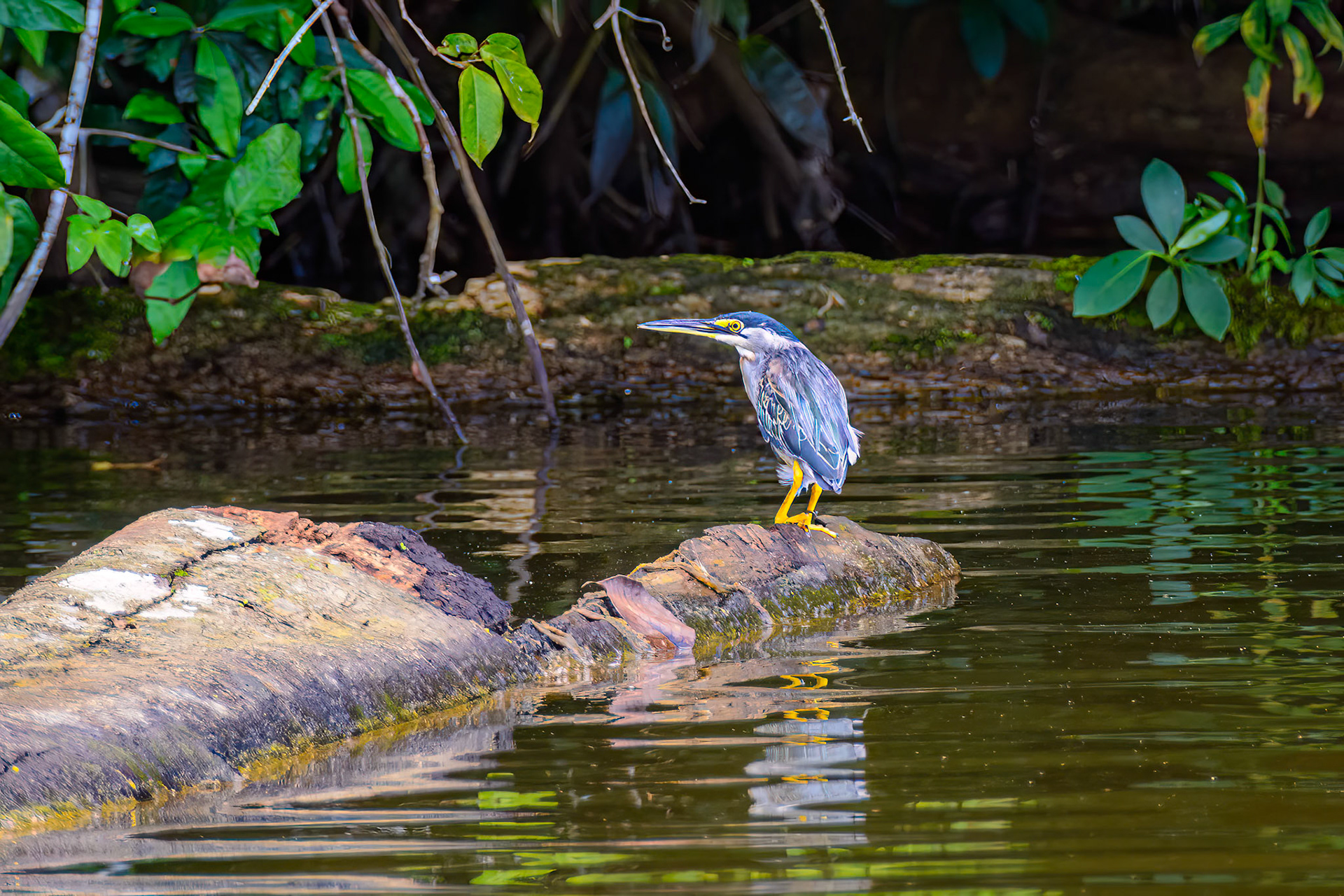 Striated Heron