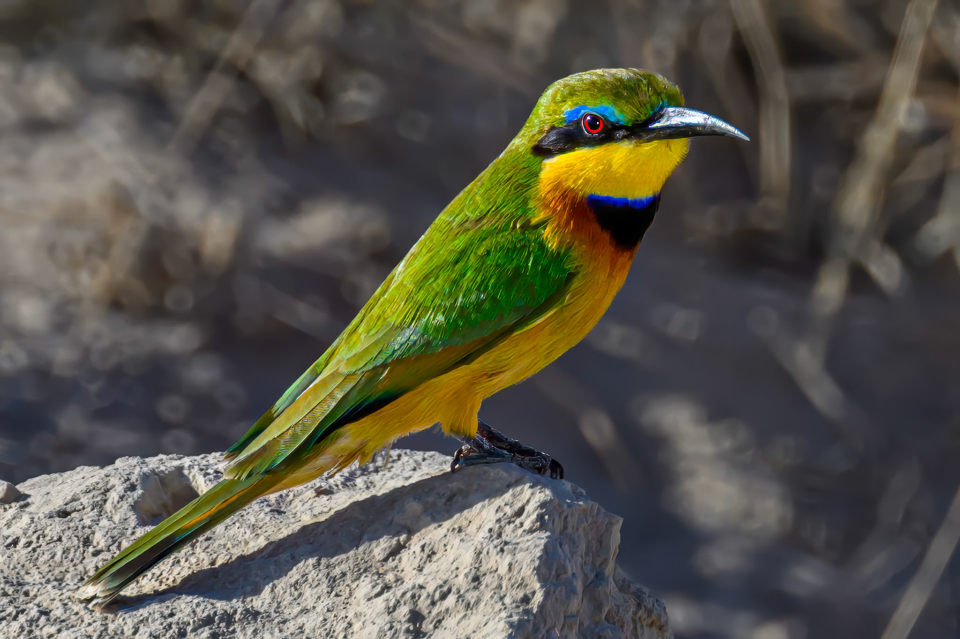Little Bee-eater