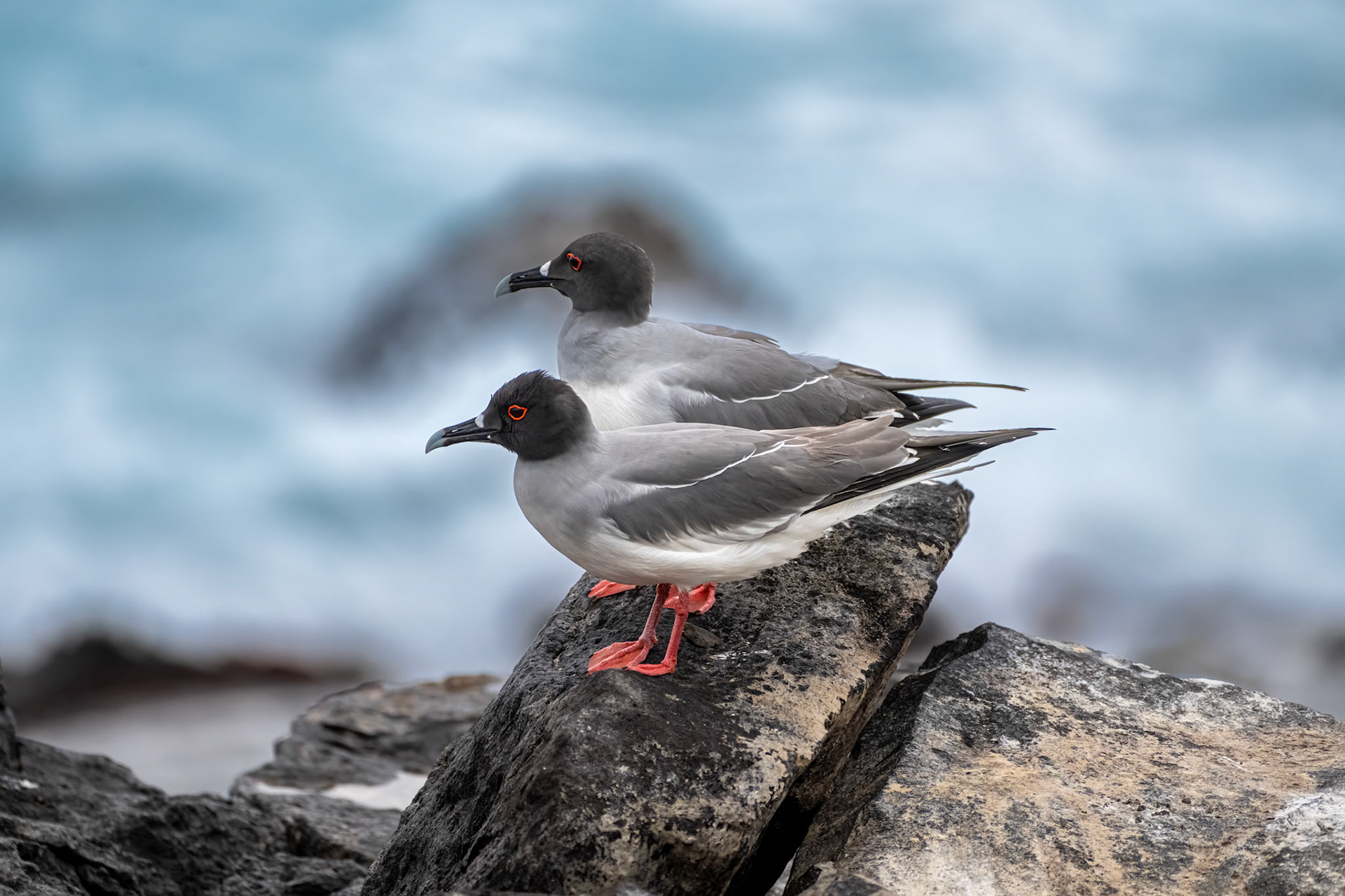 Swallow-tailed Gull