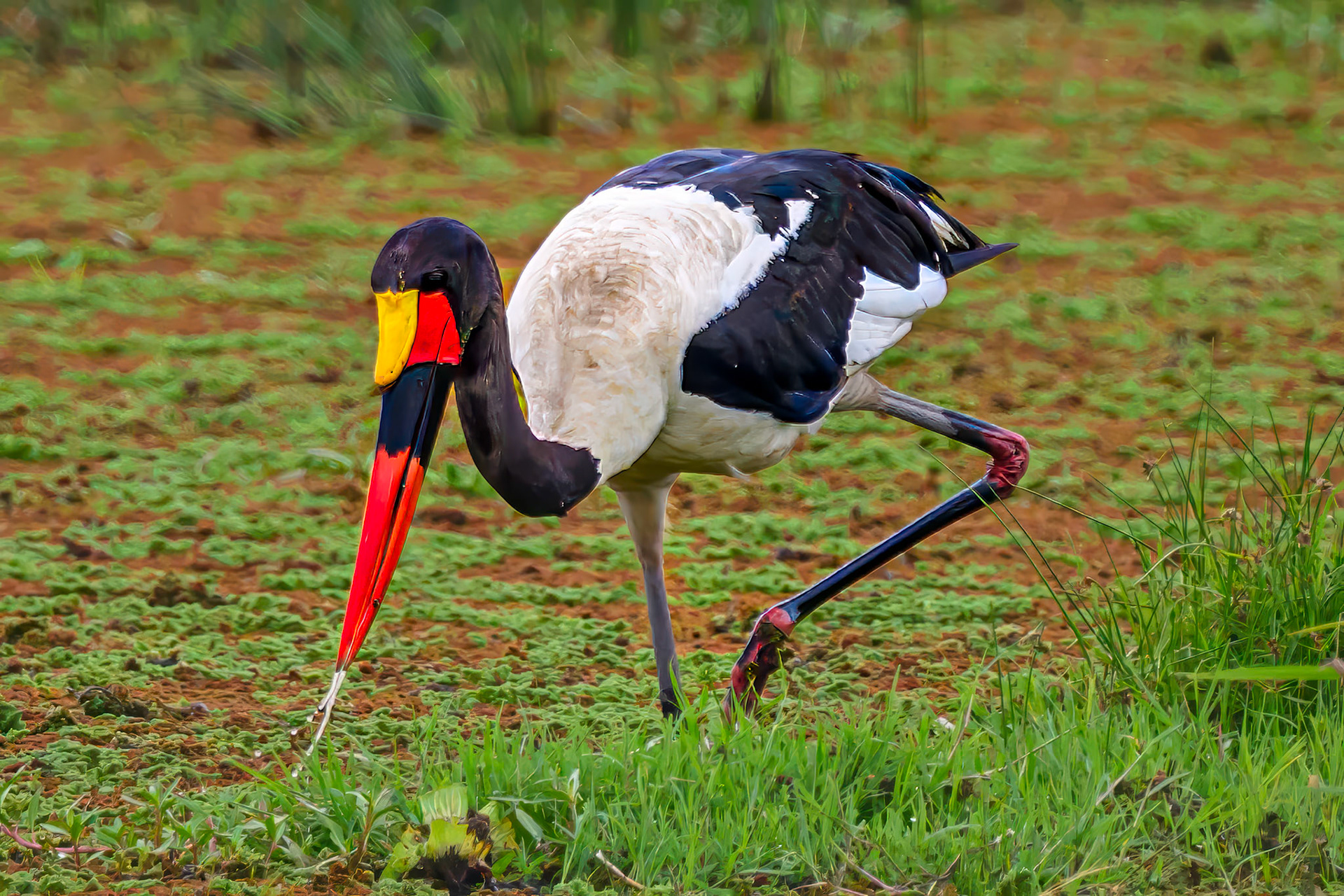 Saddle-billed Stork