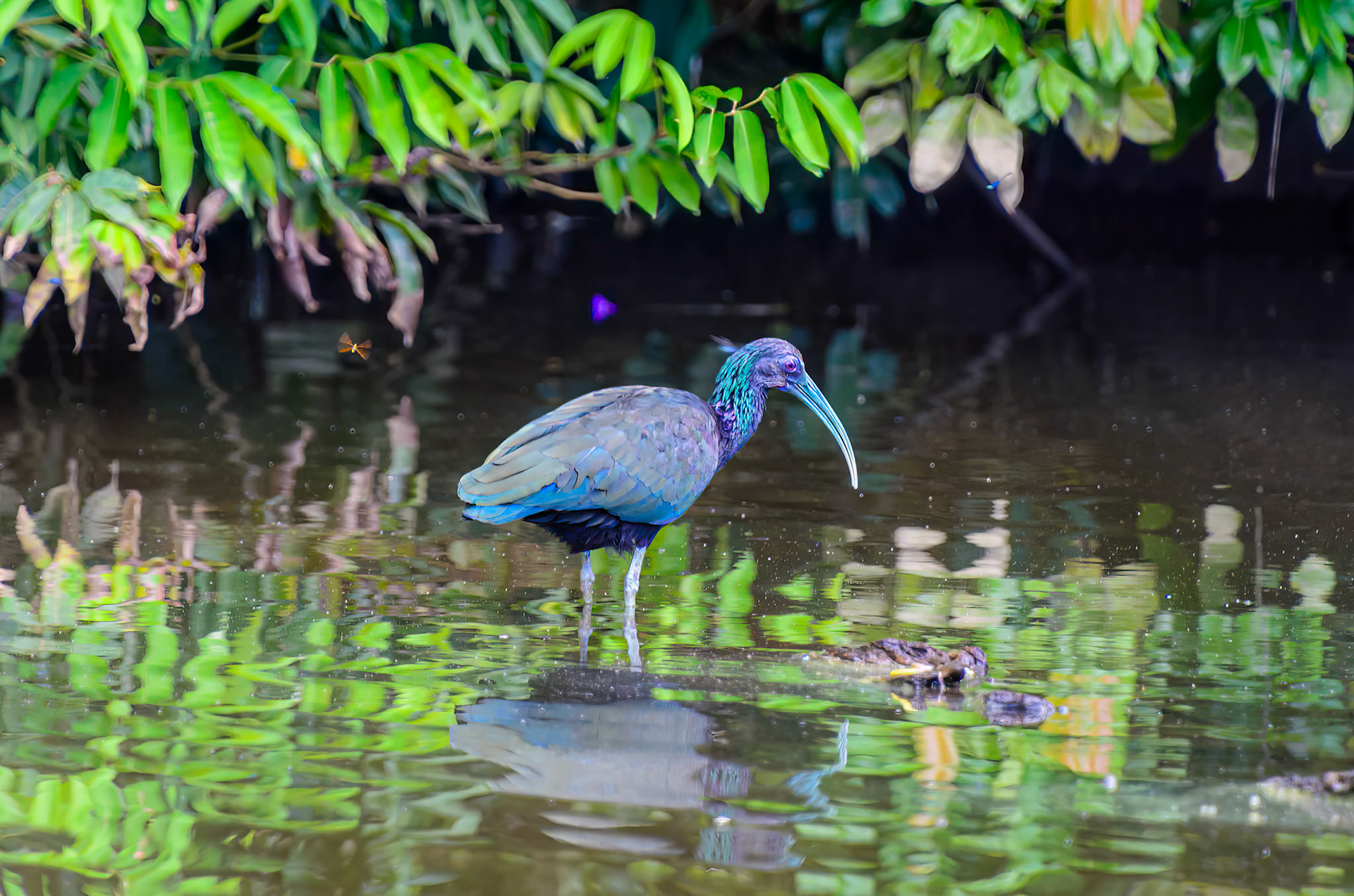 Green Ibis