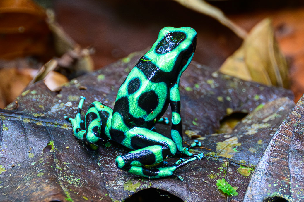Green and Black Poison Dart Frog