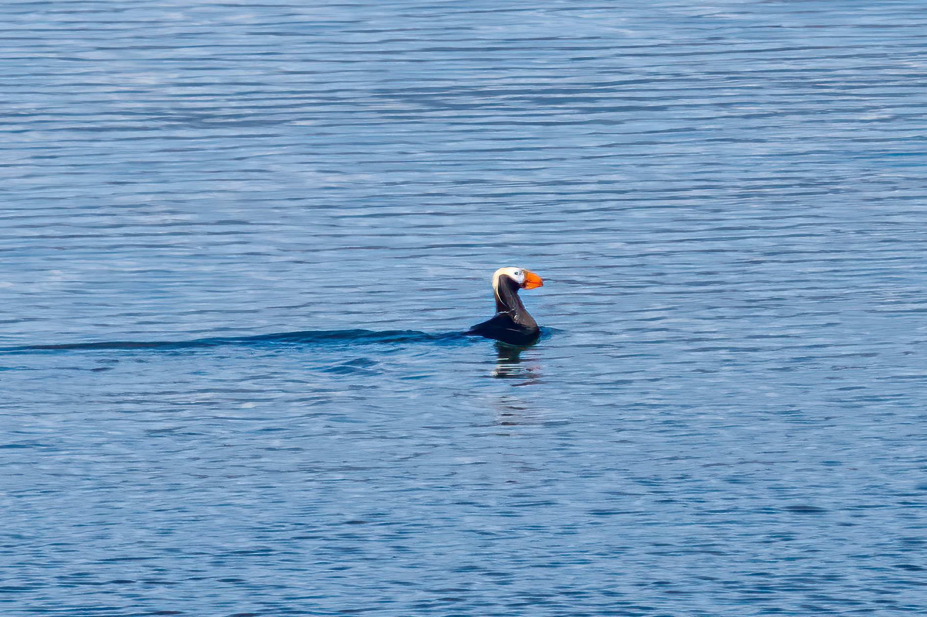 Tufted Puffin
