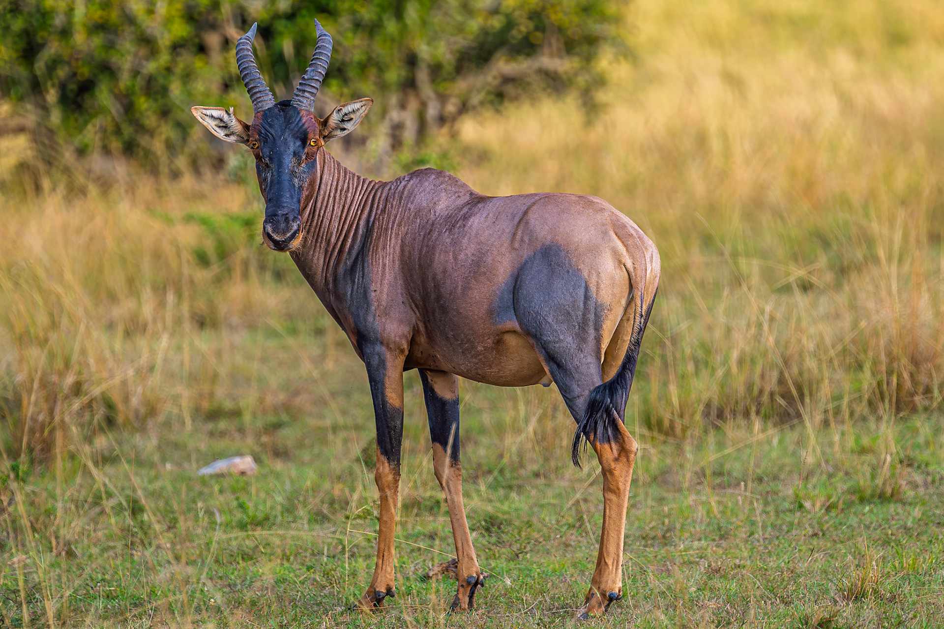 Topi