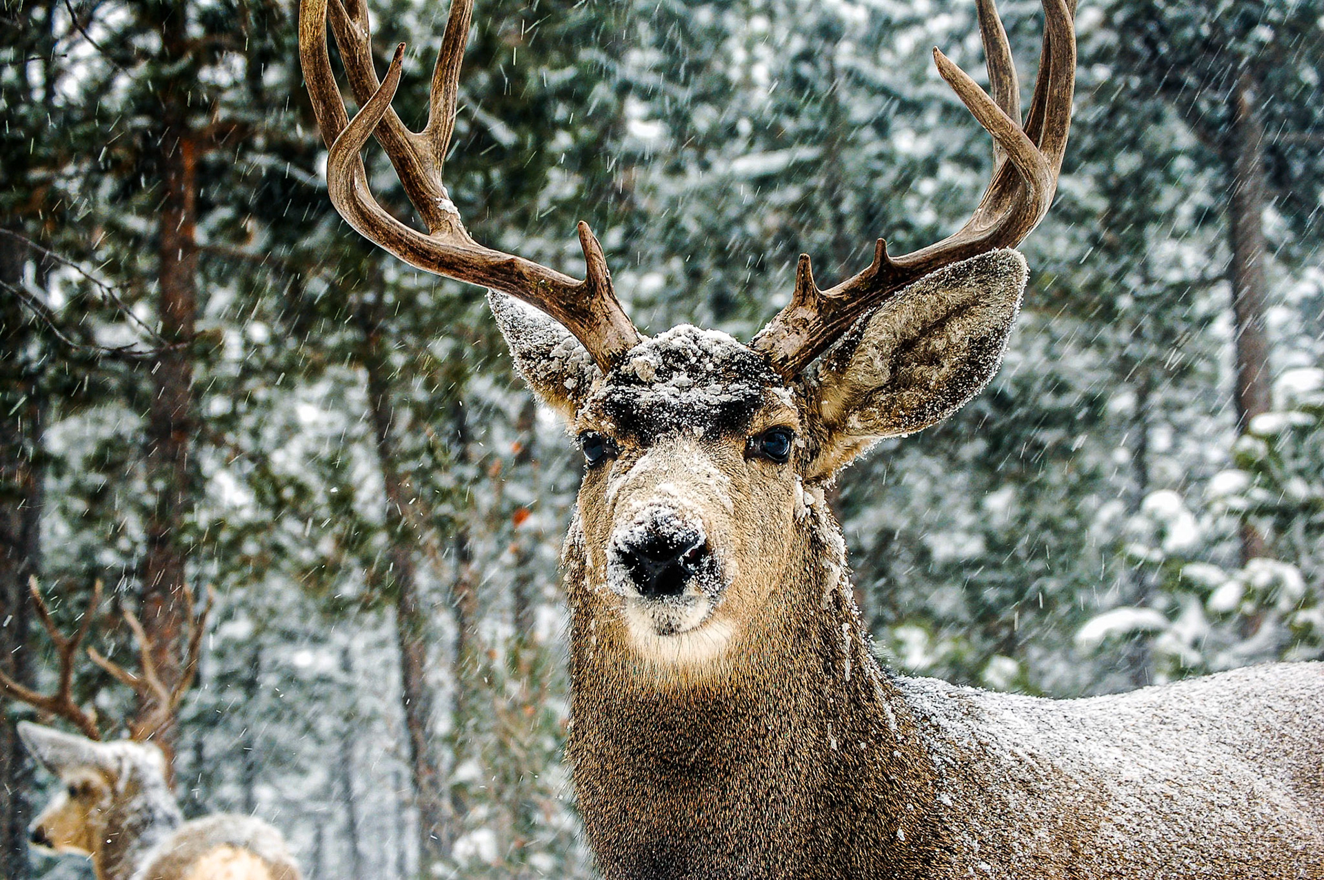 Mule Deer