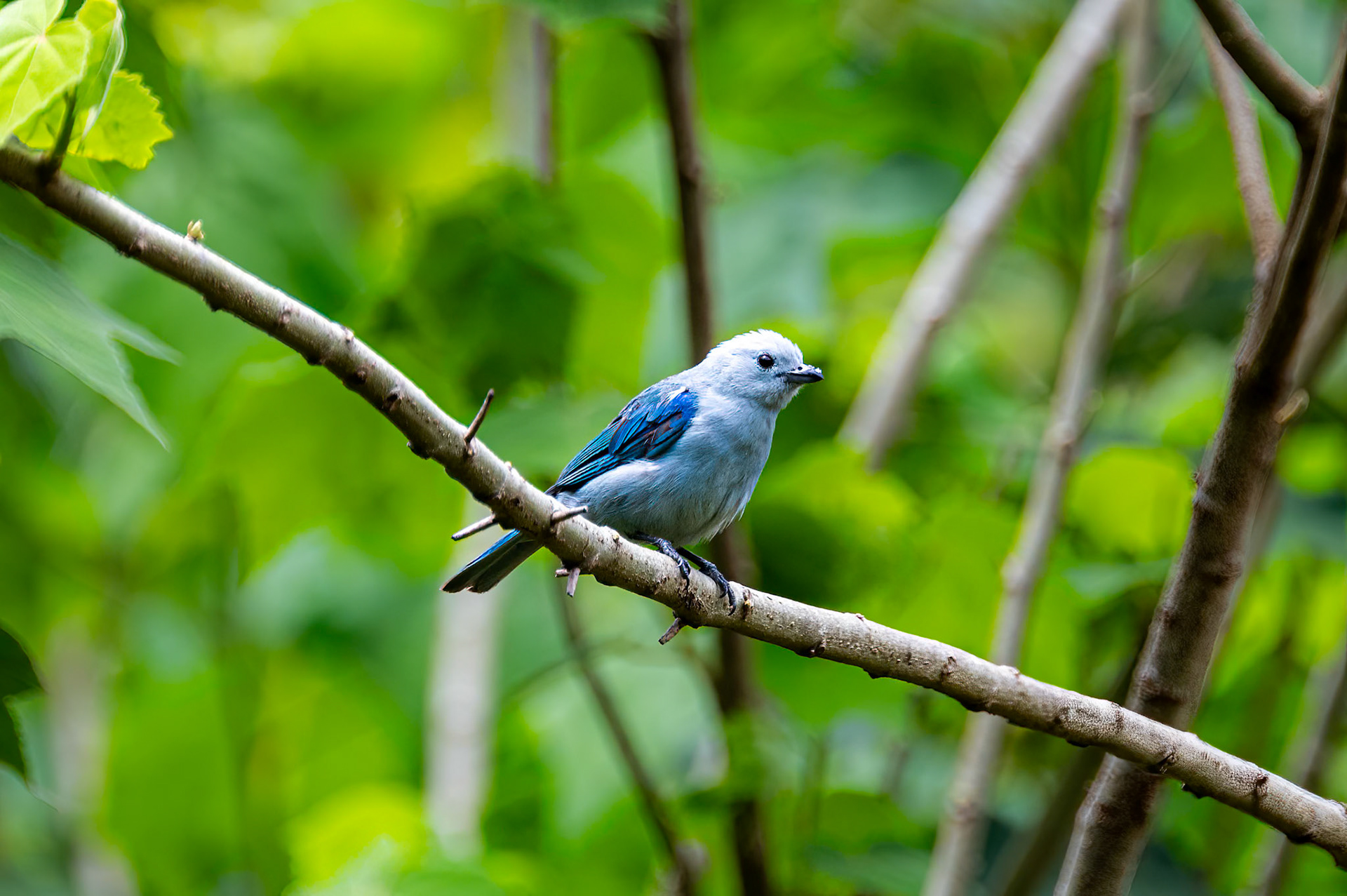 Blue-gray Tanager