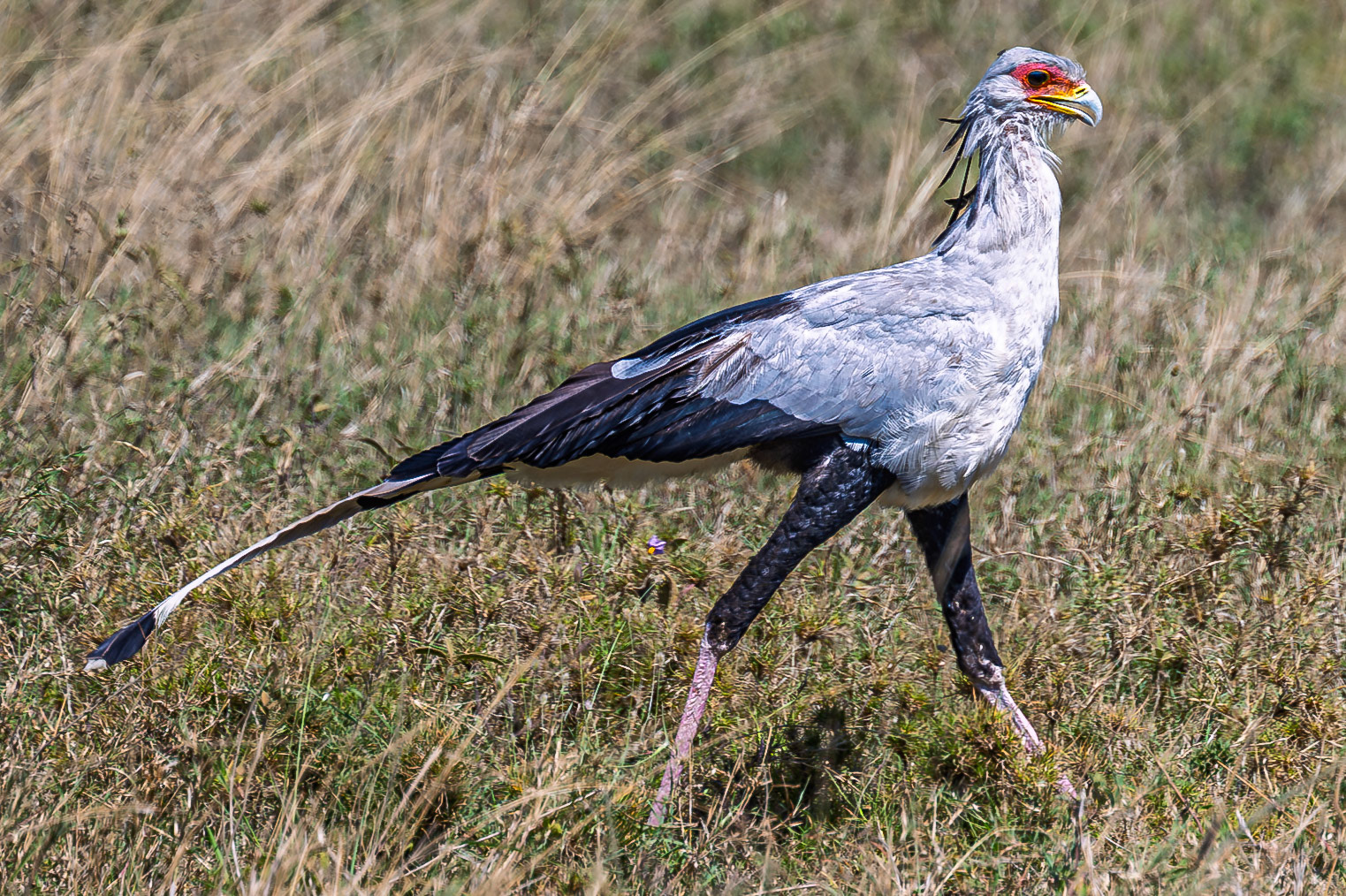 Secretarybird