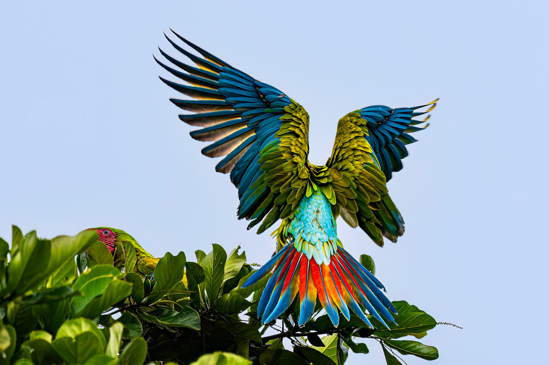 Great Green Macaws