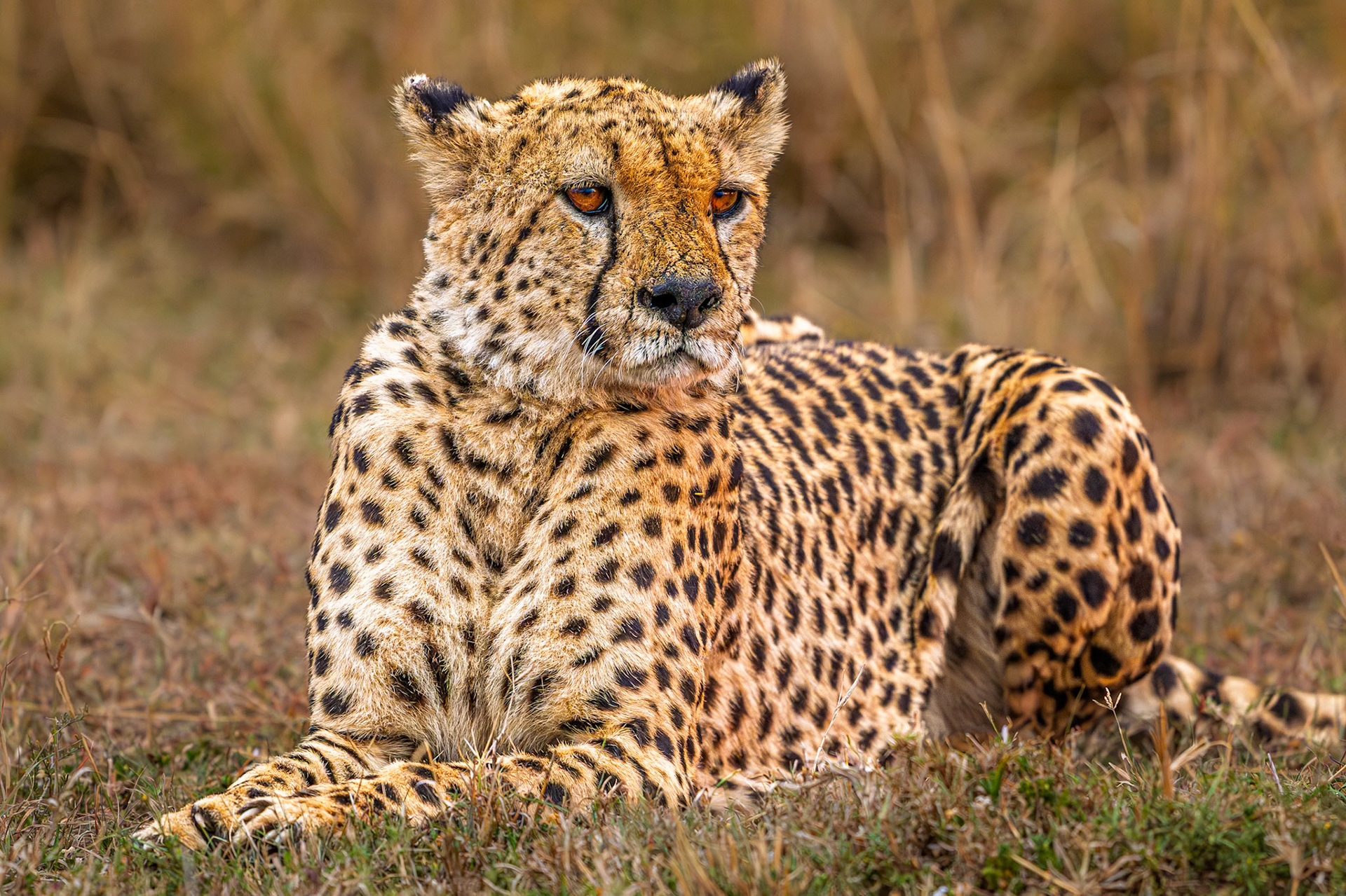 Cheetah