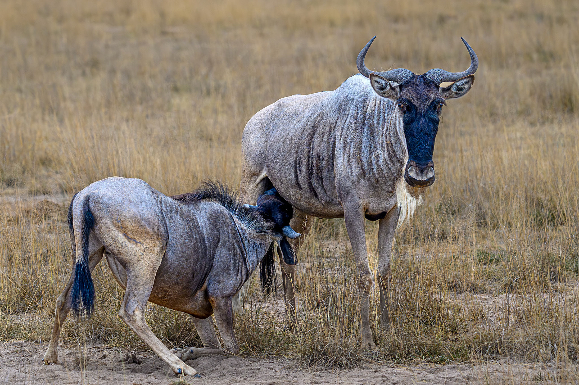 Blue Wildebeest