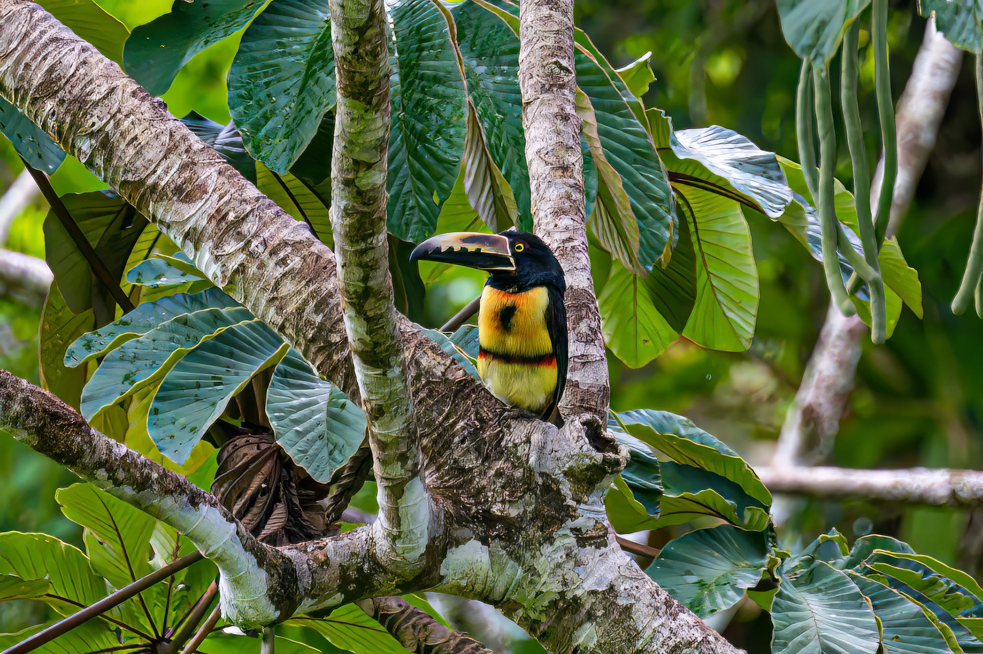 Collared Aracari