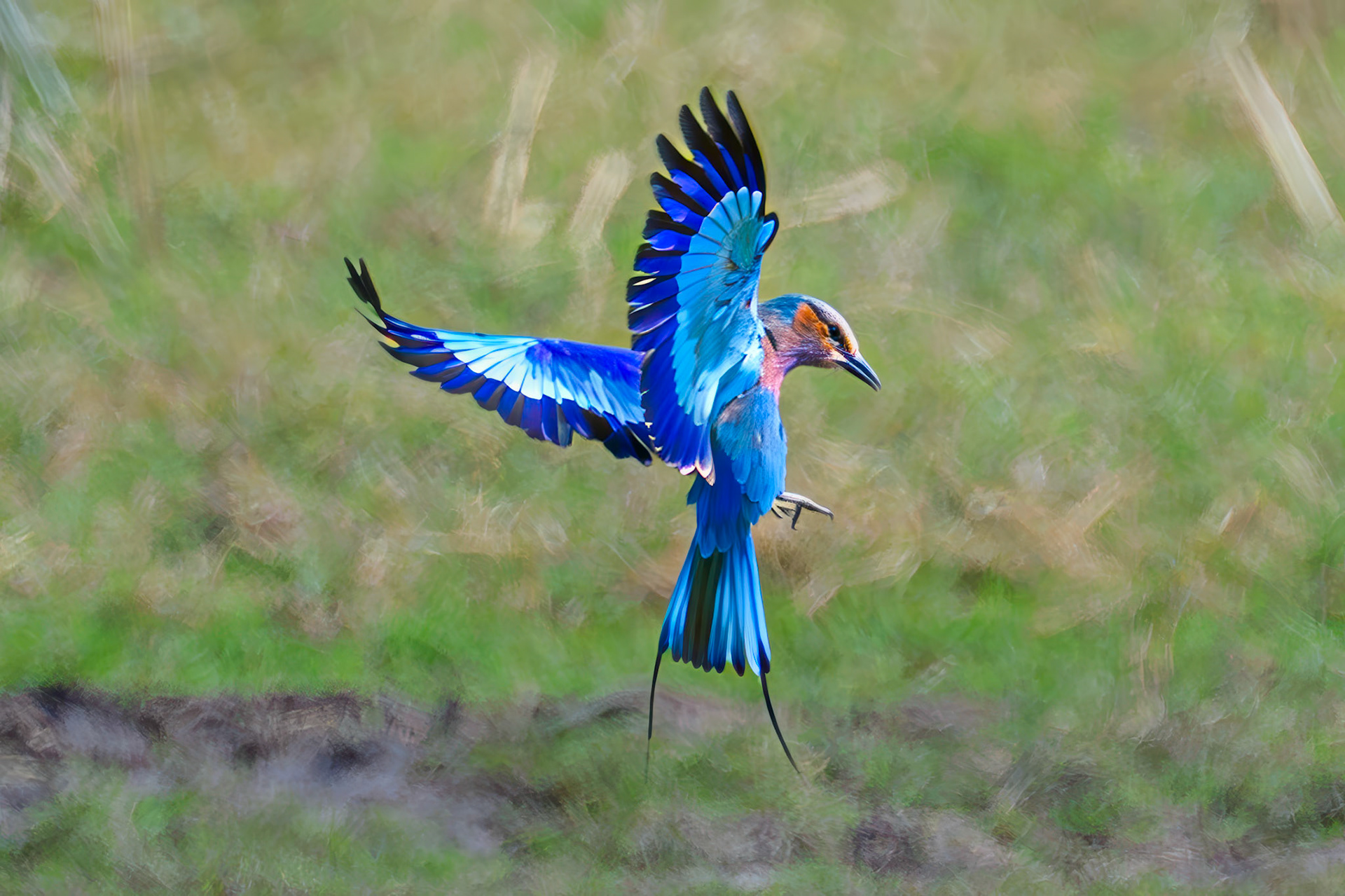 Lilac-breasted Roller