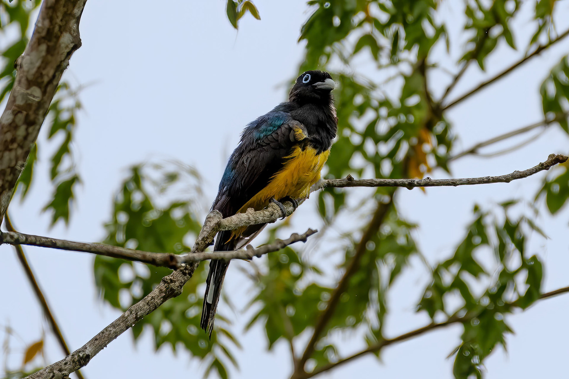 Black-headed Trogon