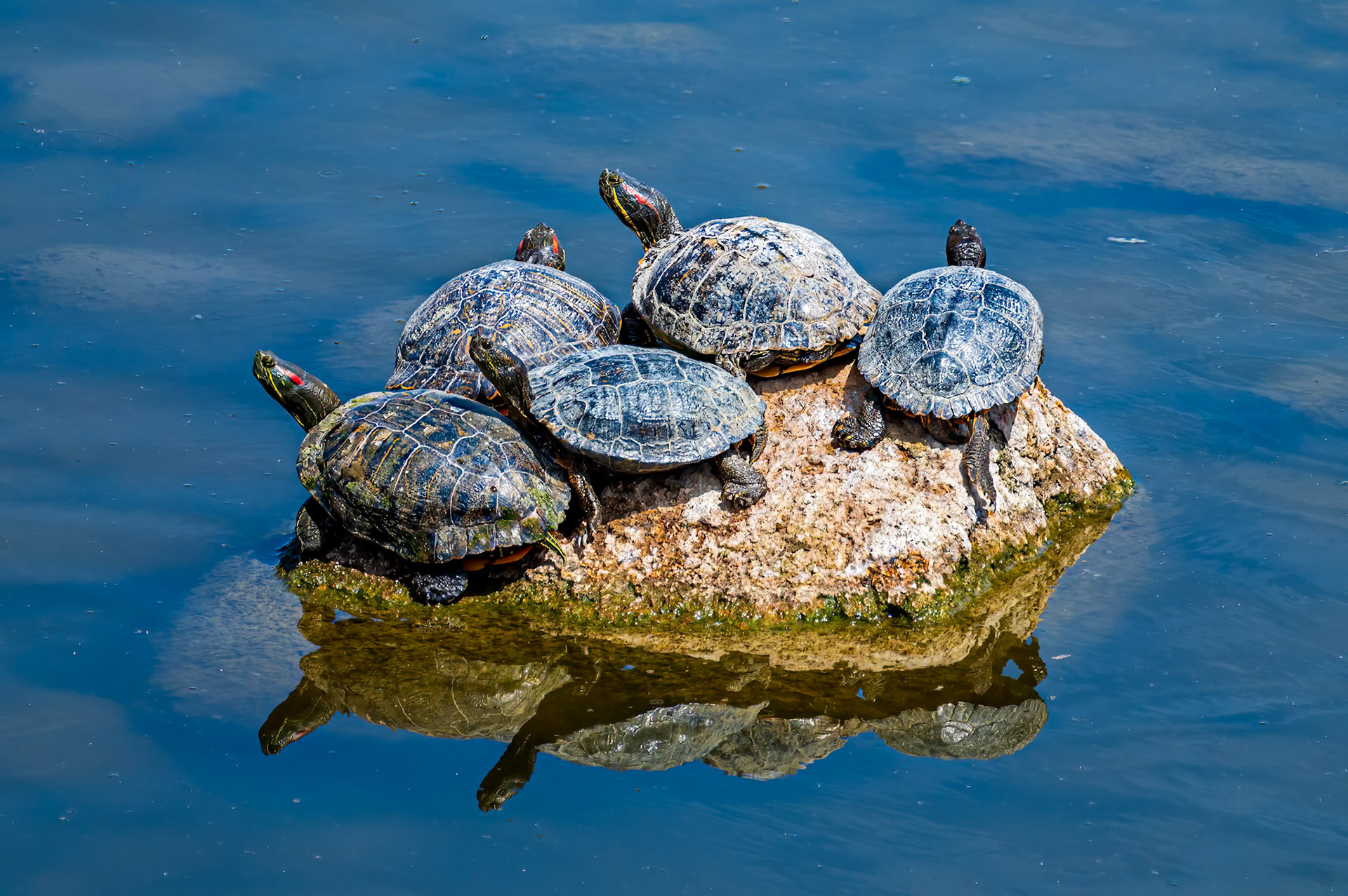 Western Painted Turtle