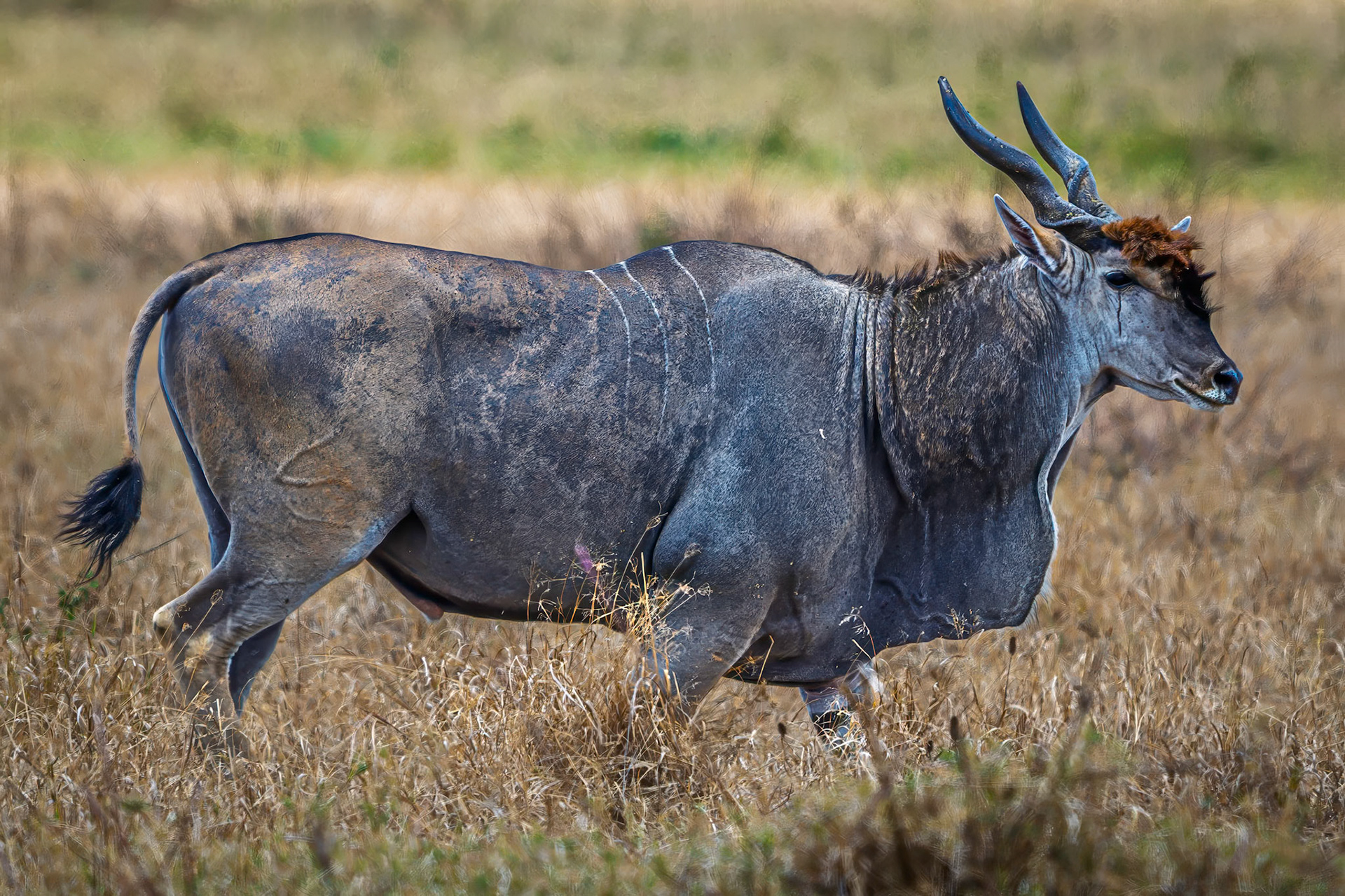 Cape Eland