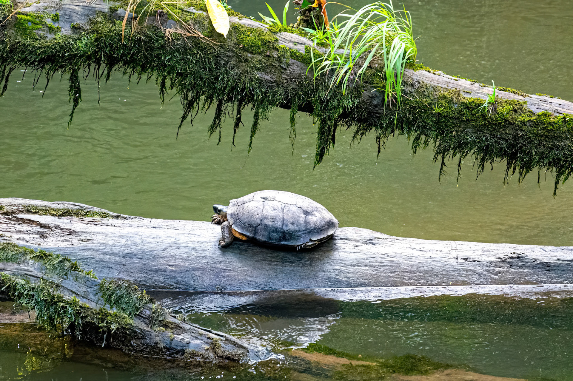 Black River Turtle