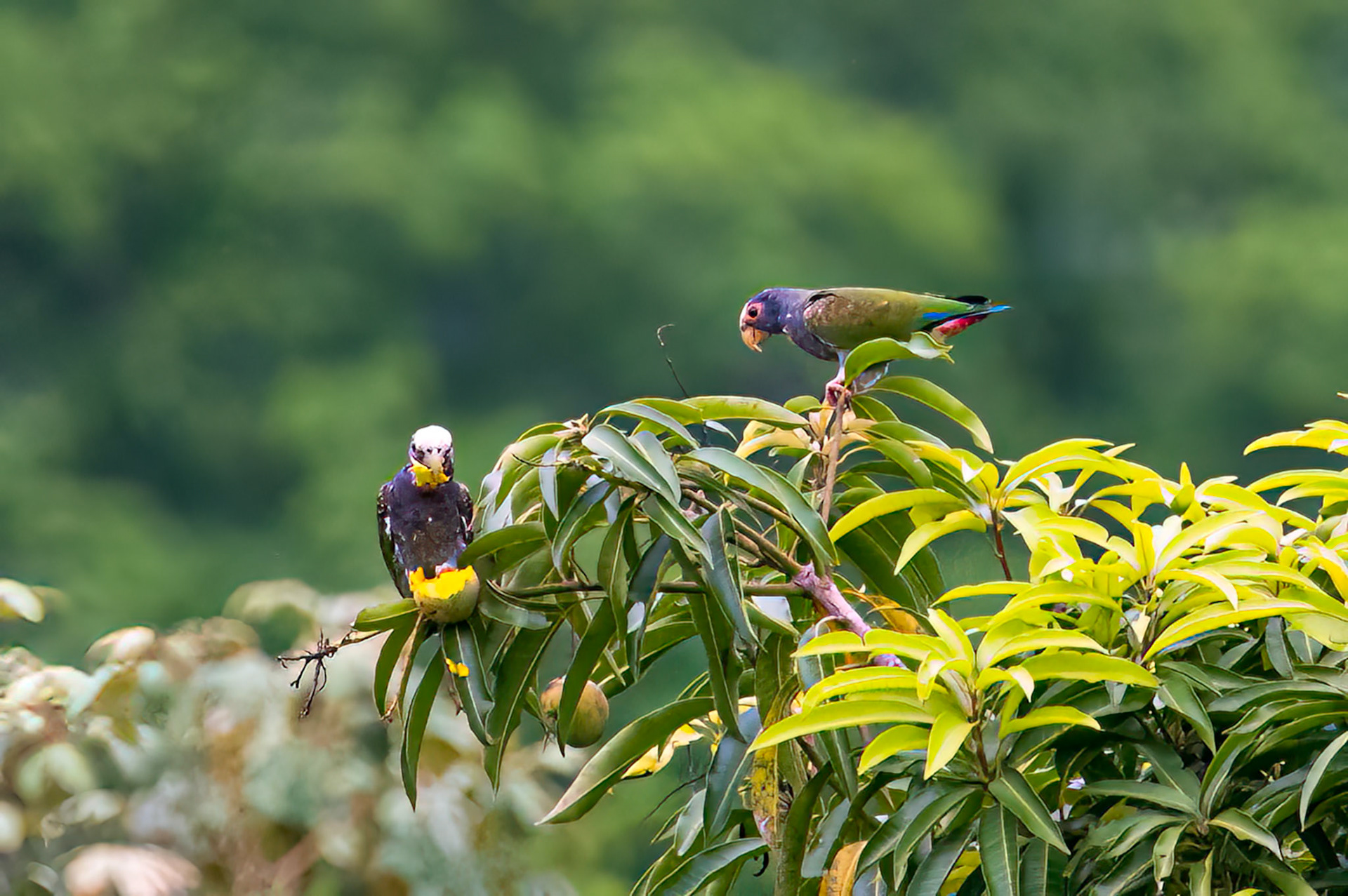 White-crowned Parrot