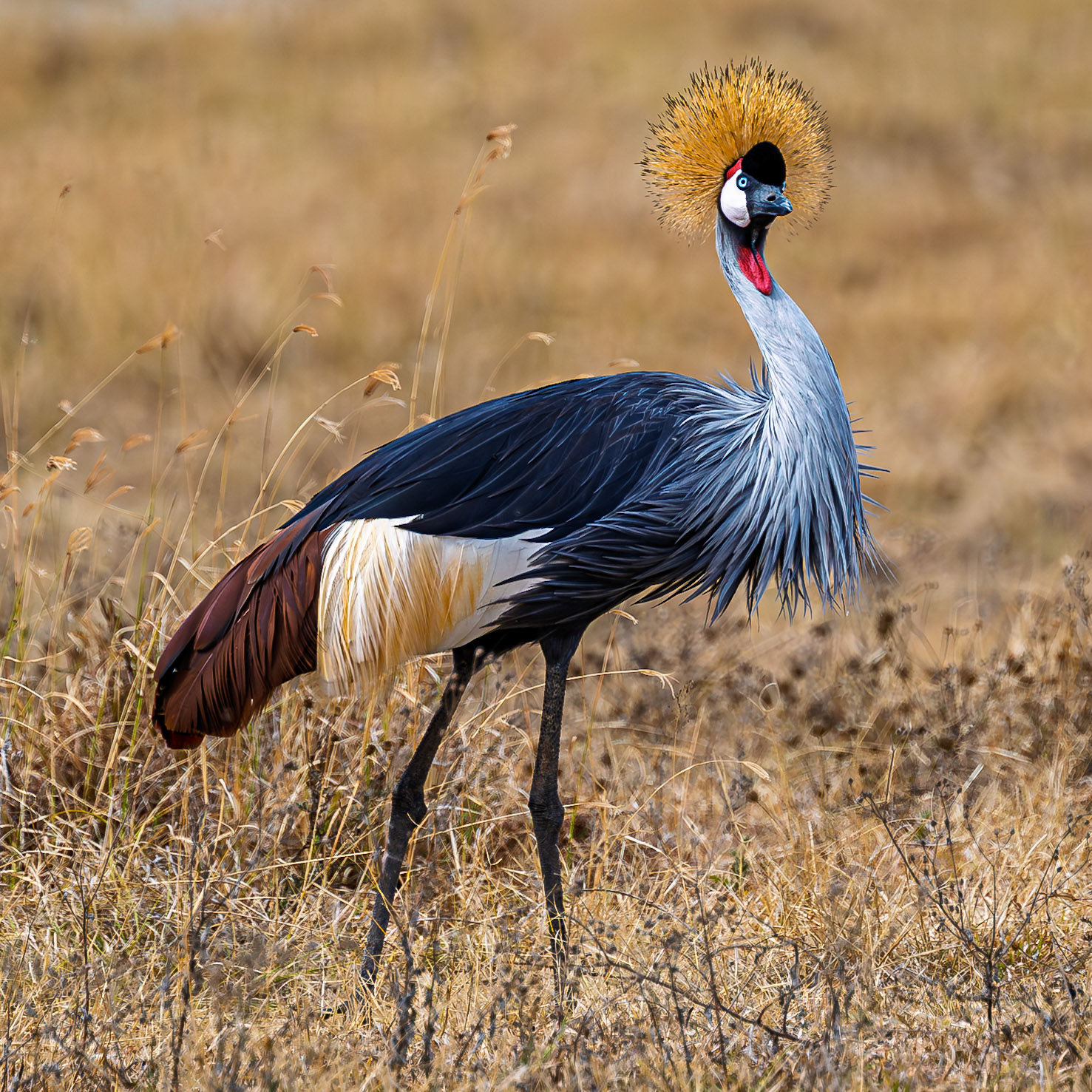 Gray Crowned-Crane