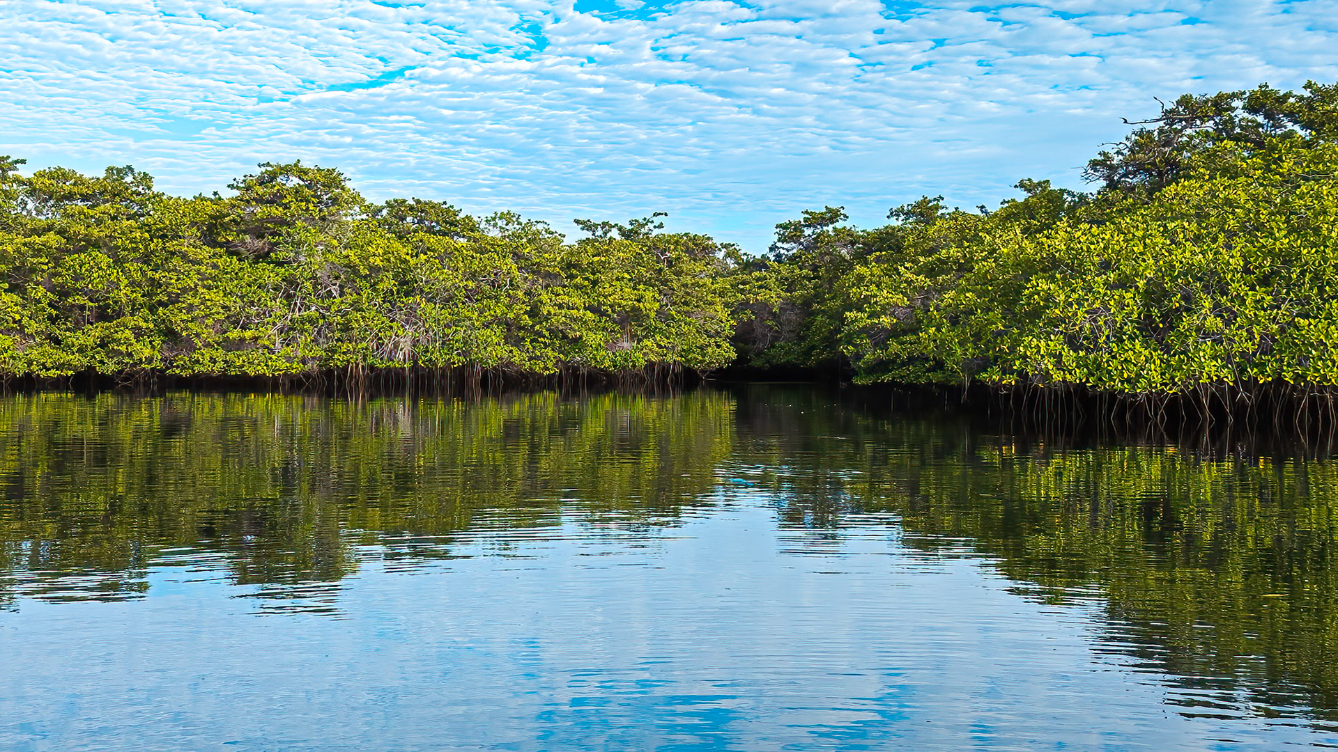 Black Turtle Cove and mangrove forest