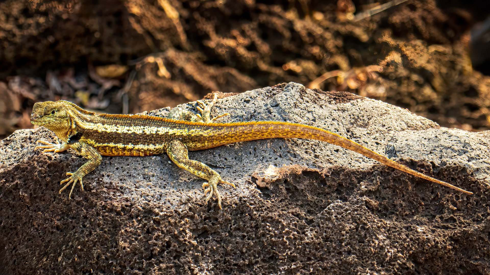 Gecko