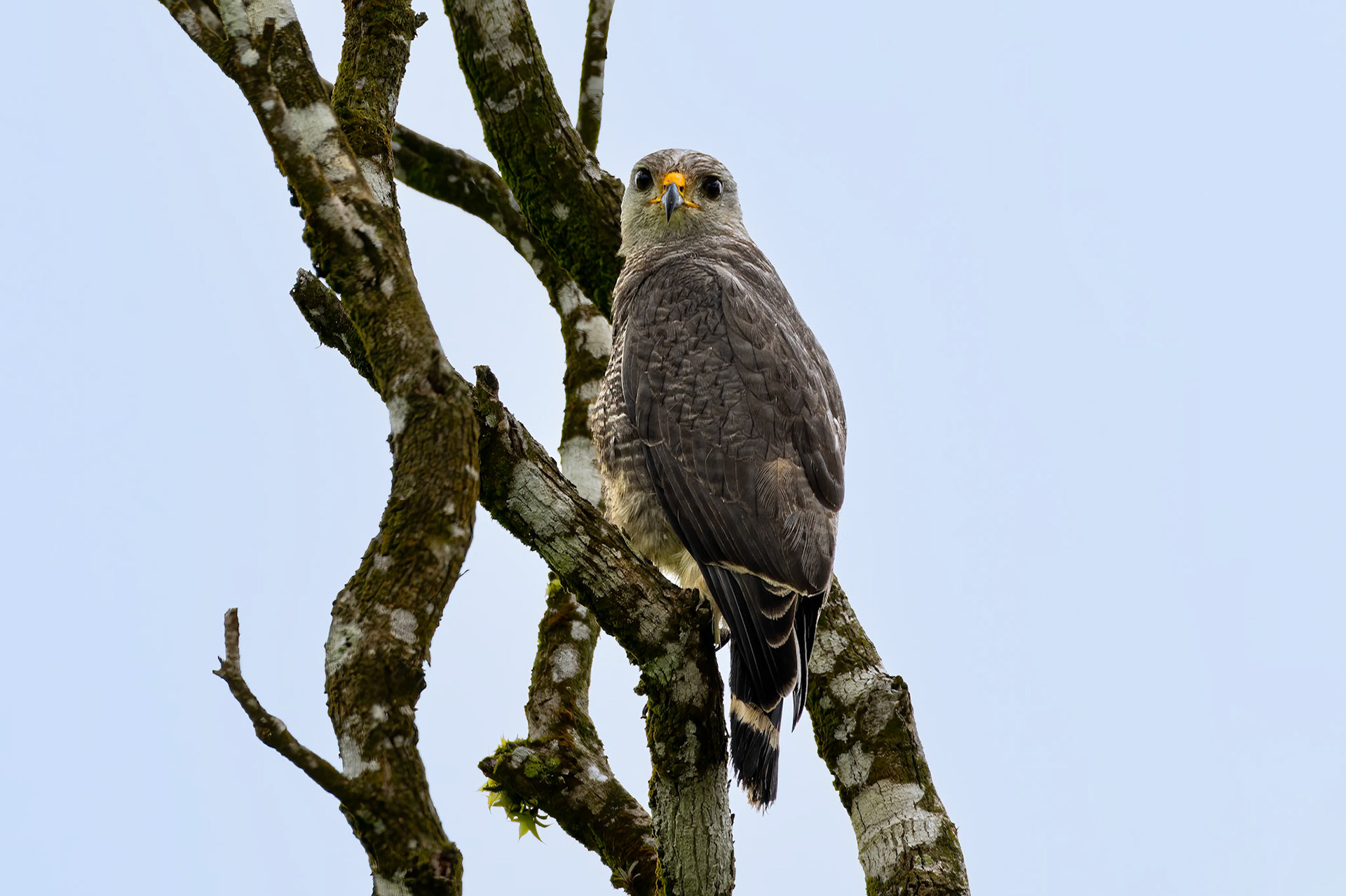 Gray Hawk