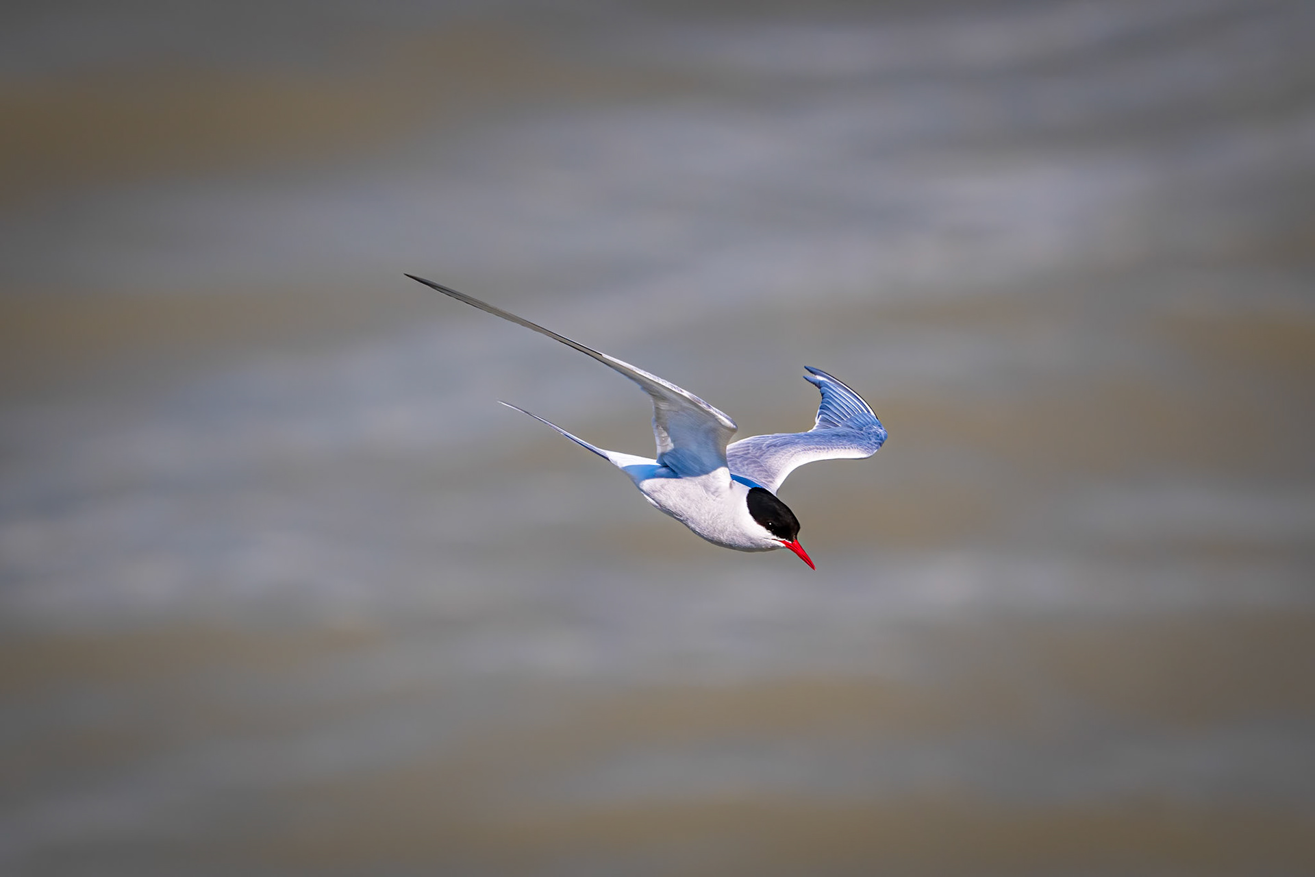 Arctic Tern