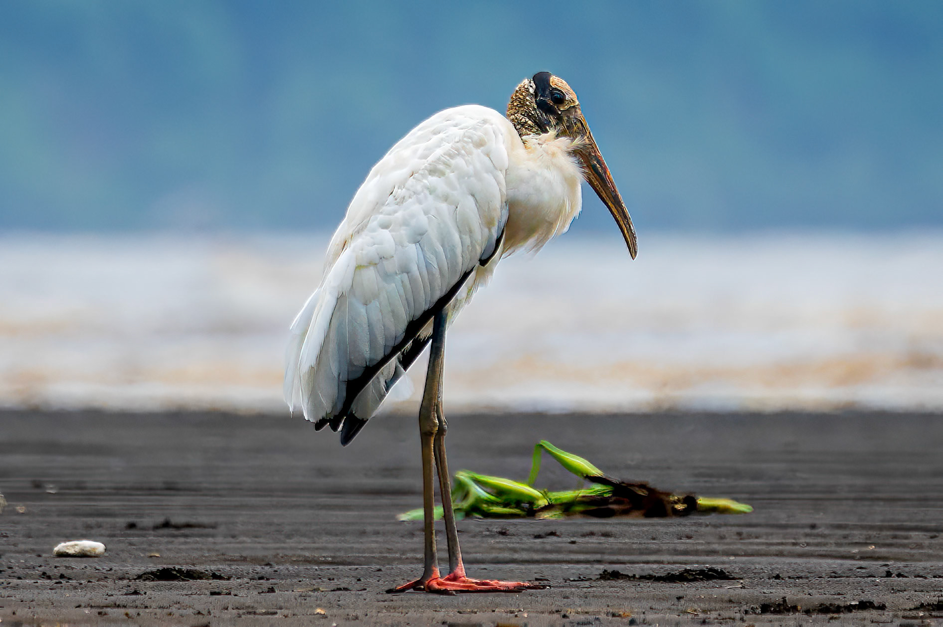 Wood Stork