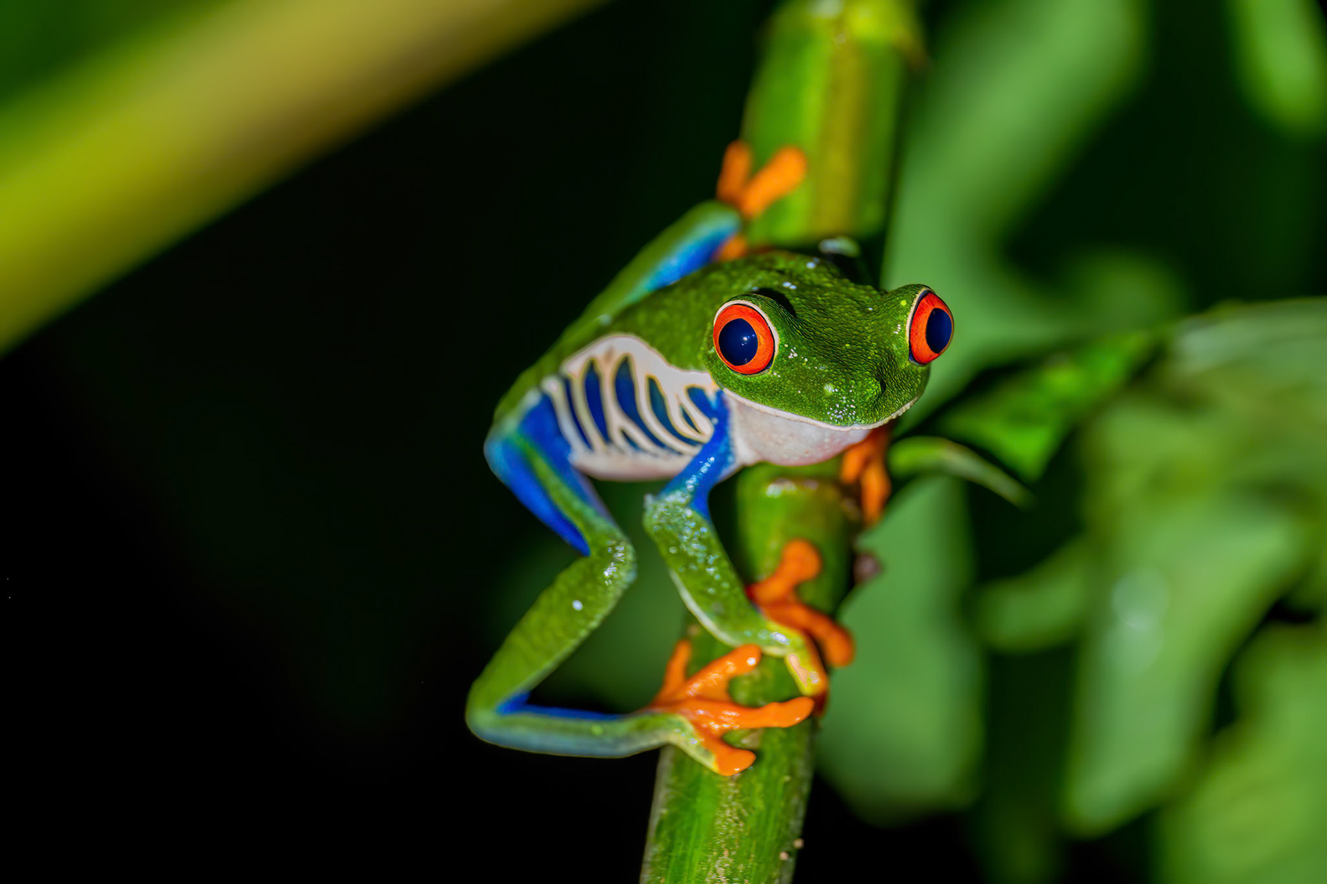 Red-eyed Leaf Frog