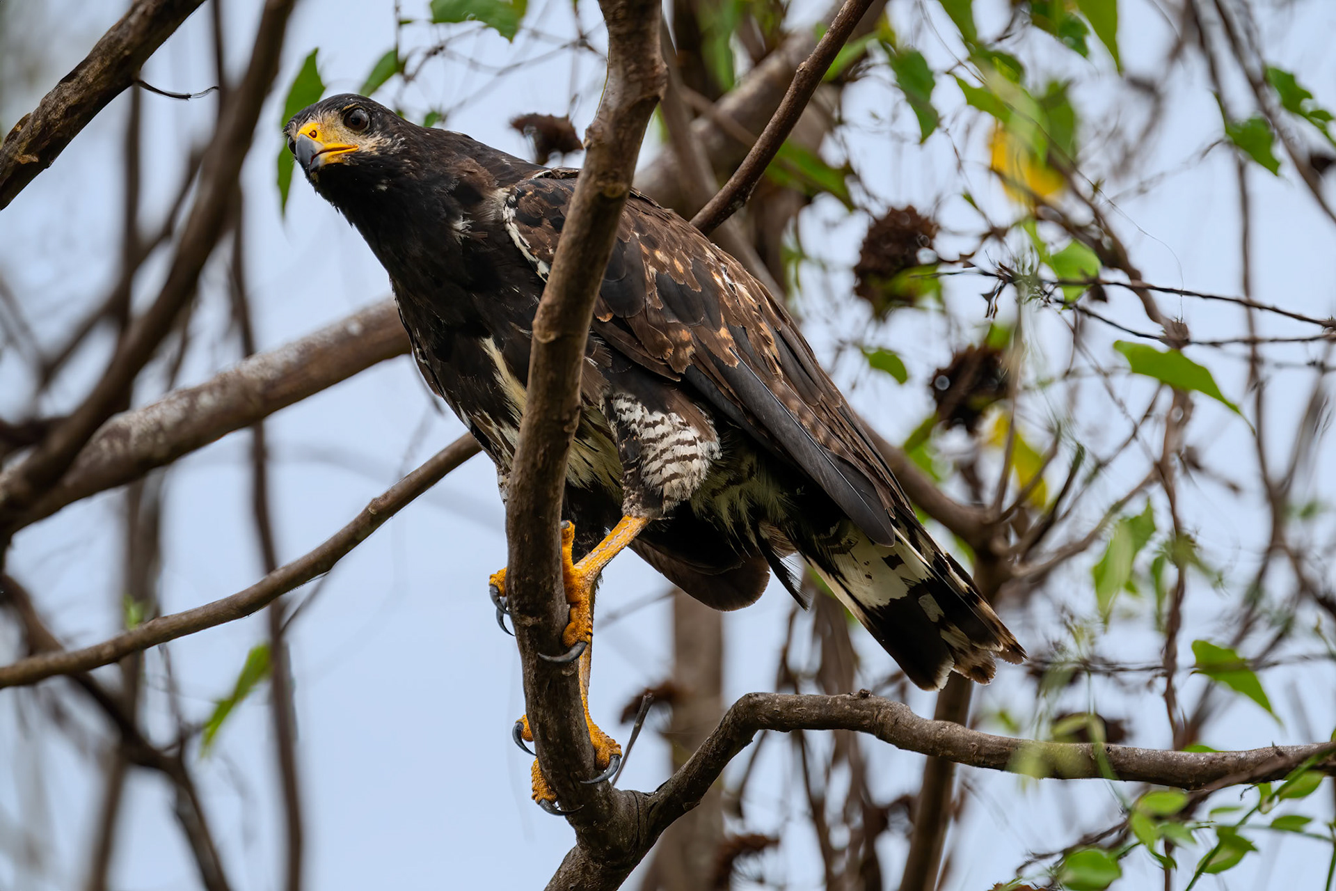 Common Black Hawk (Juvenile)