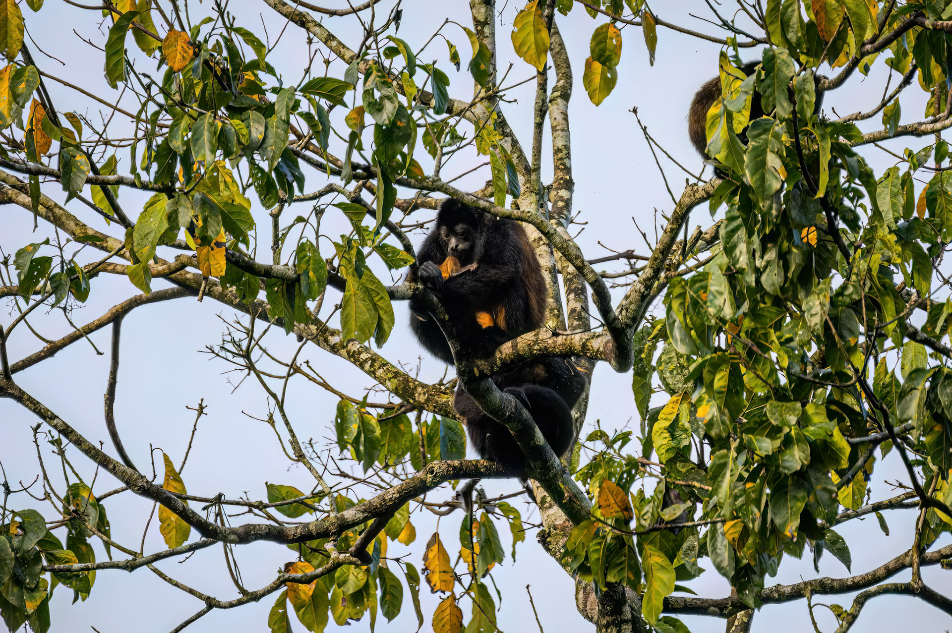 Howler Monkey