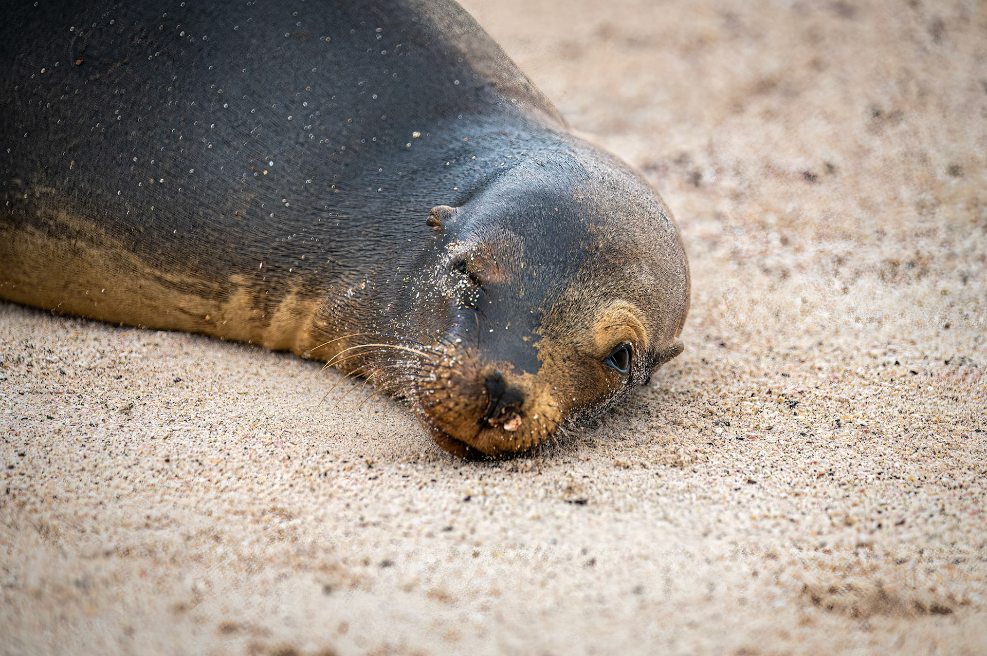 Galapagos Sea Lion