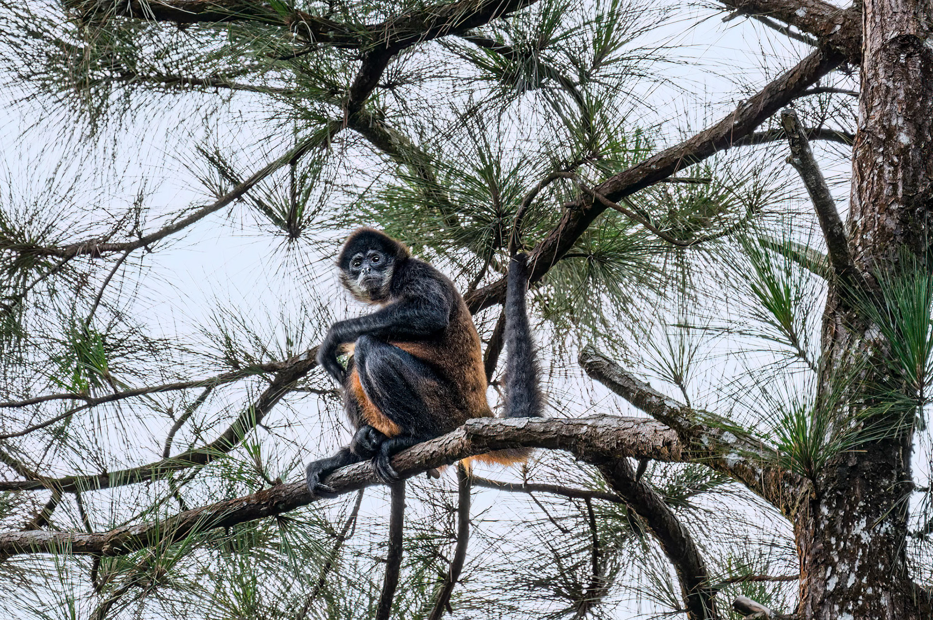 Spider Monkey